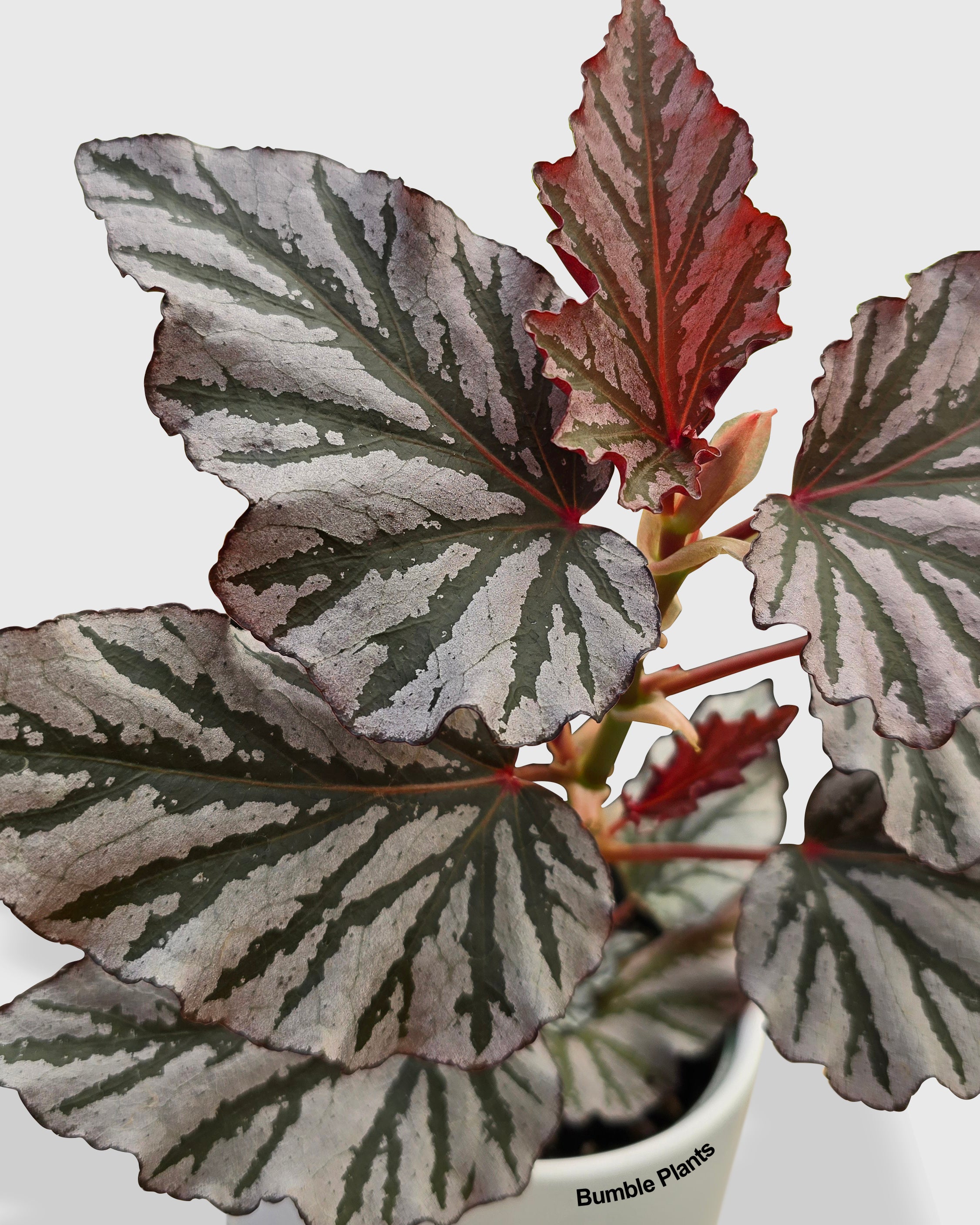 Begonia Kismet Hybrid