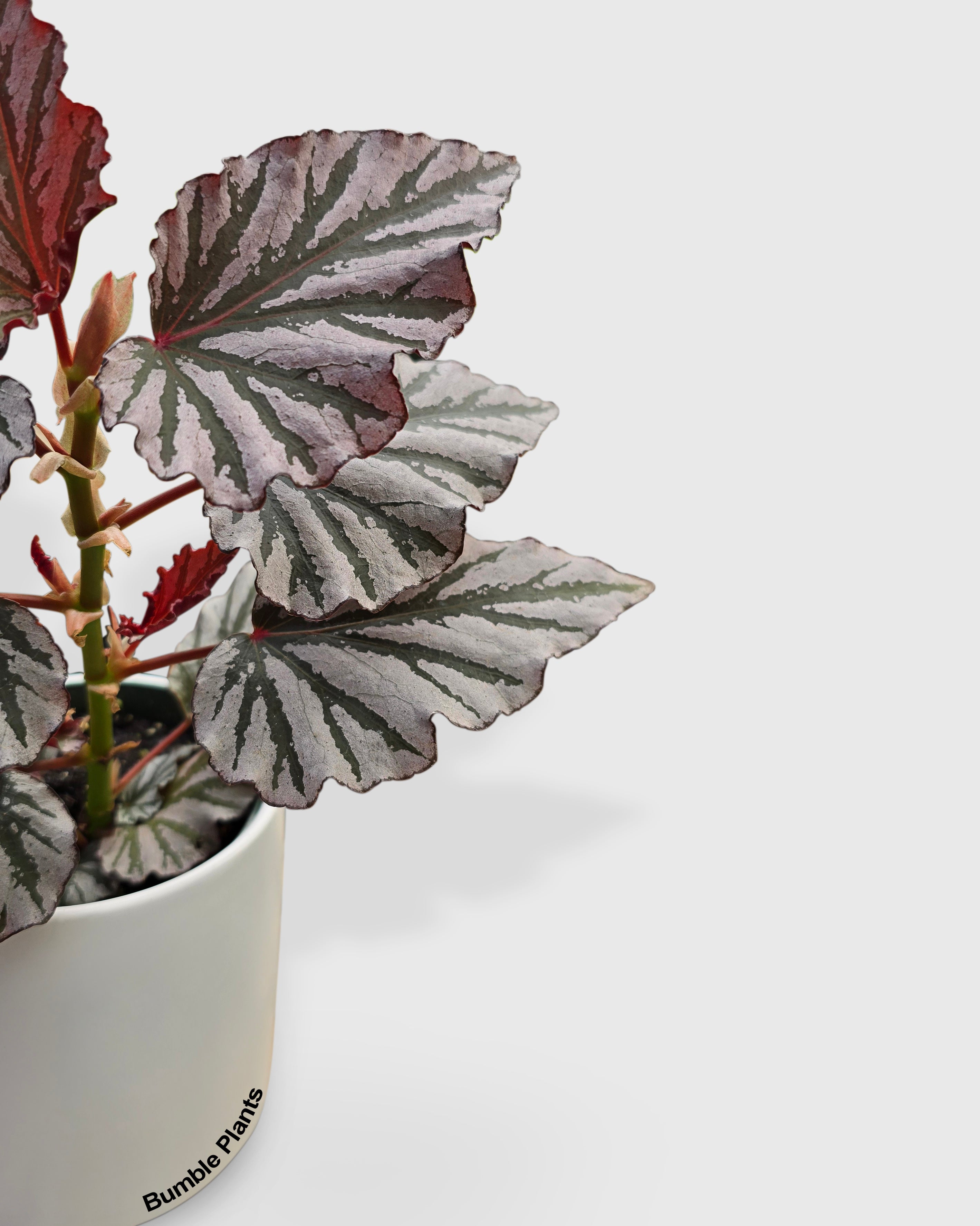 Begonia Kismet Hybrid