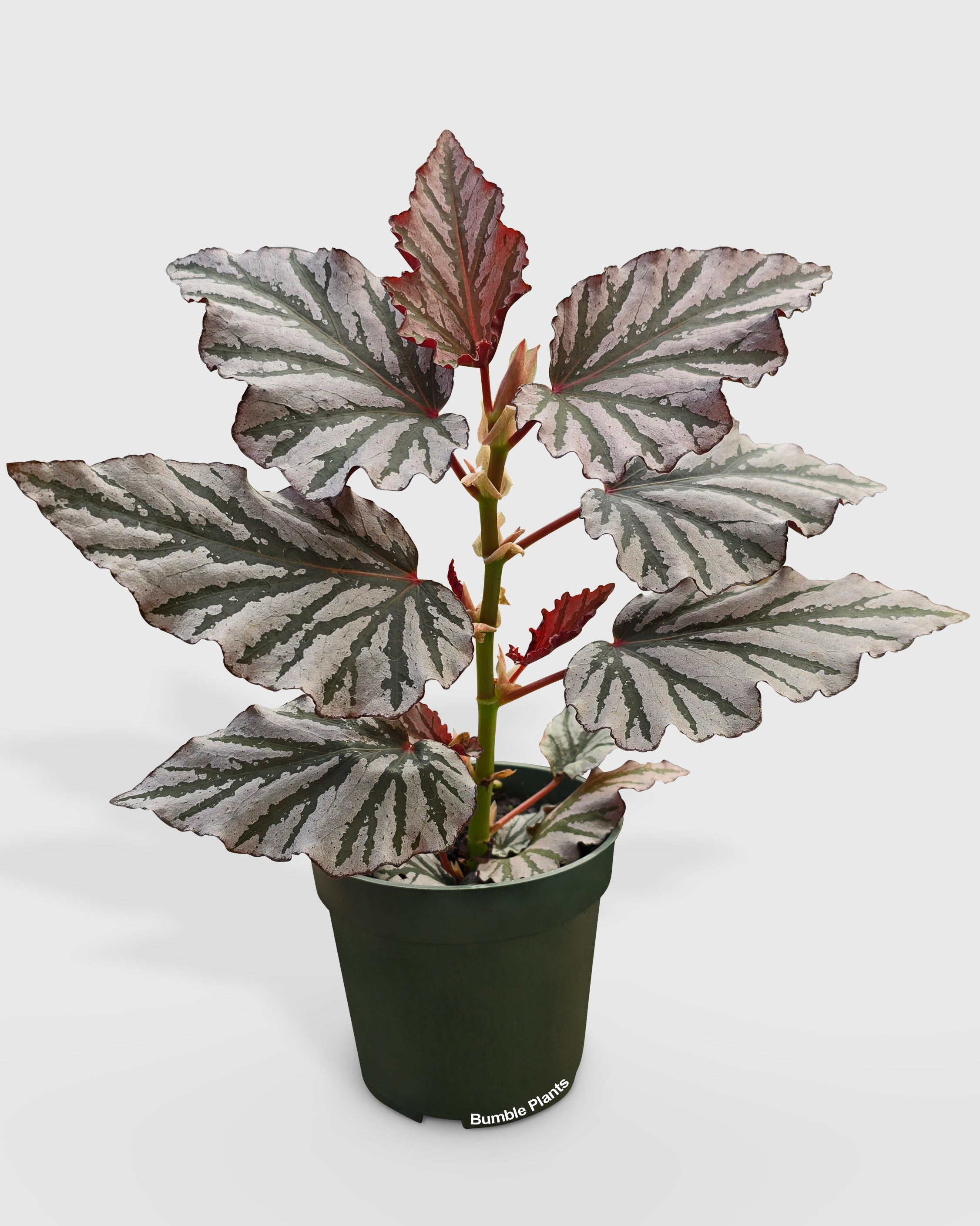 Begonia Kismet Hybrid