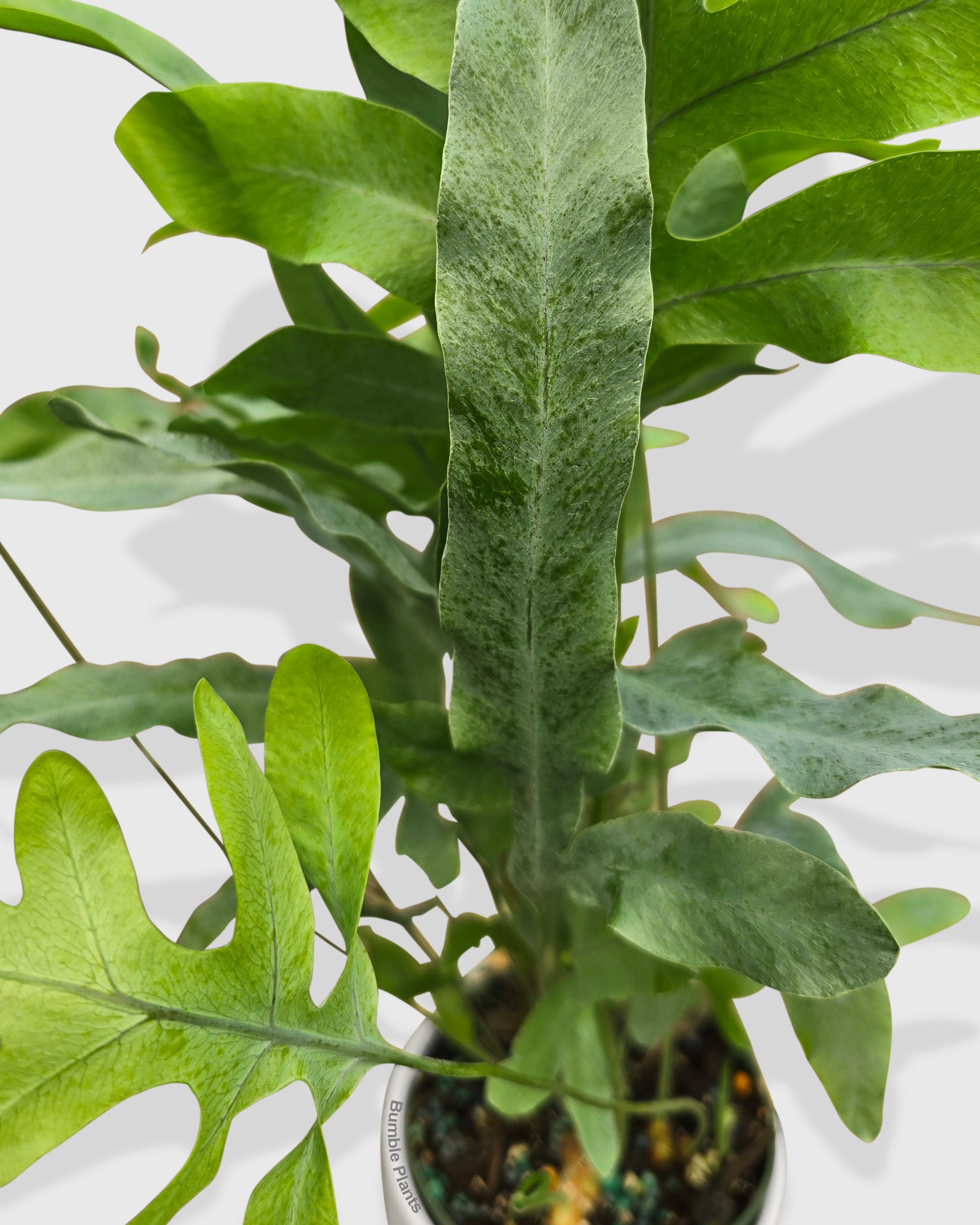 Phlebodium Aureum 'Blue Star' Fern