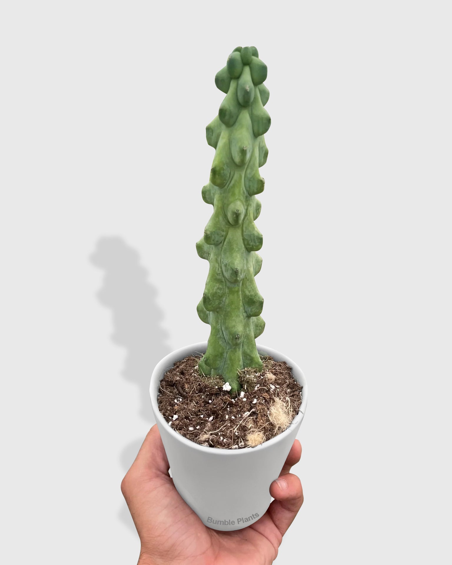 Boobie Cactus