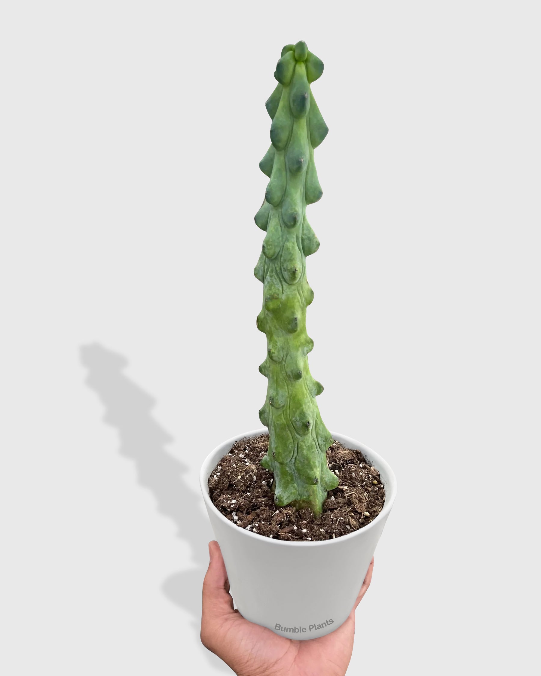 Boobie Cactus