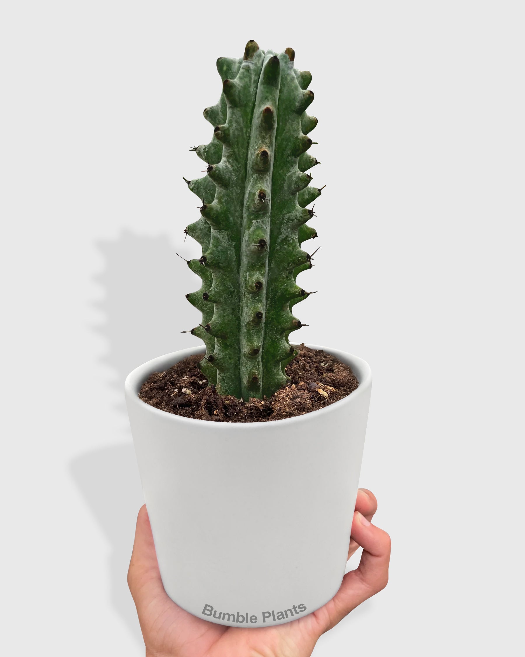 White Ghost Boobie Cactus