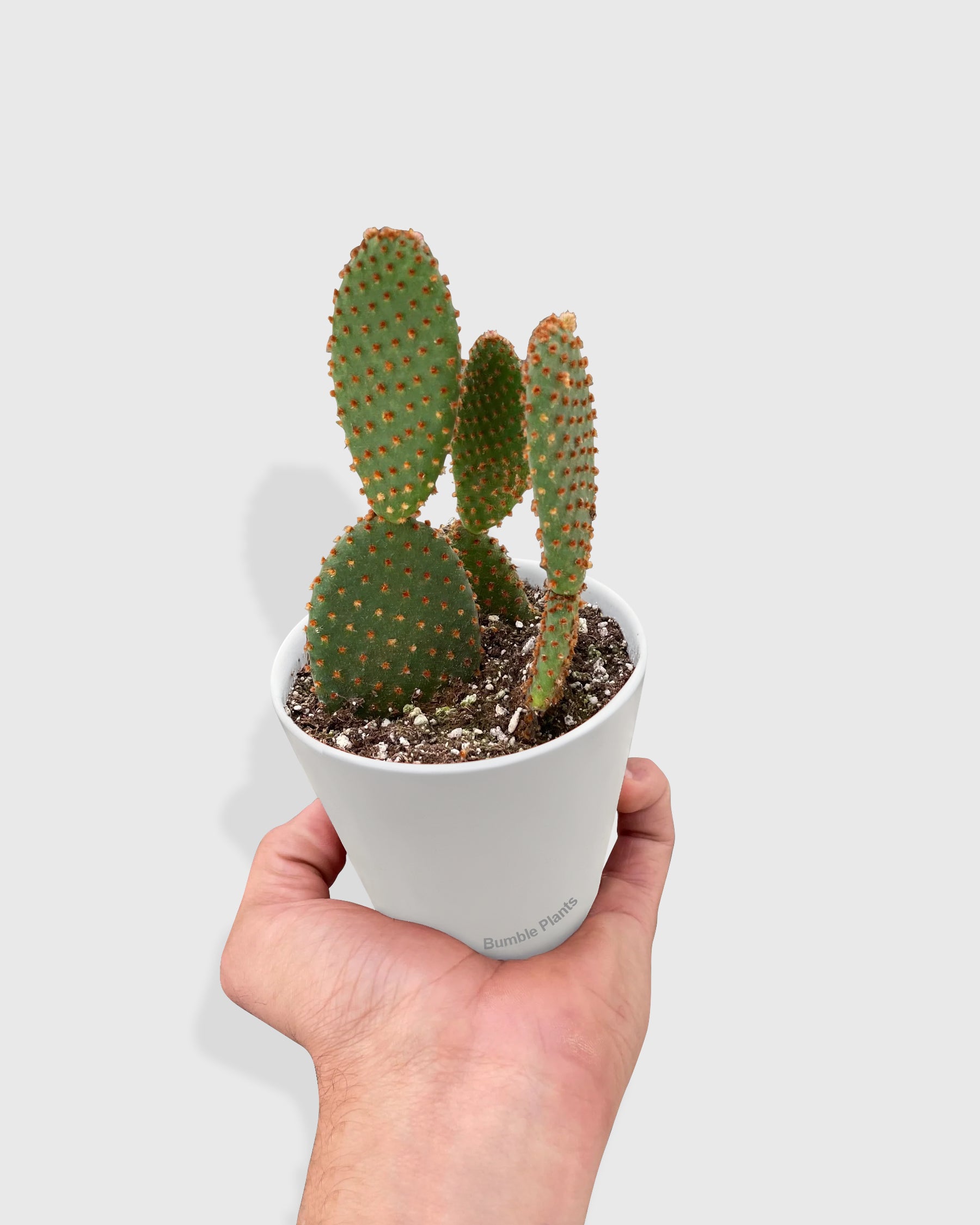 Opuntia 'Microdasys' (Bunny Ear Cactus)