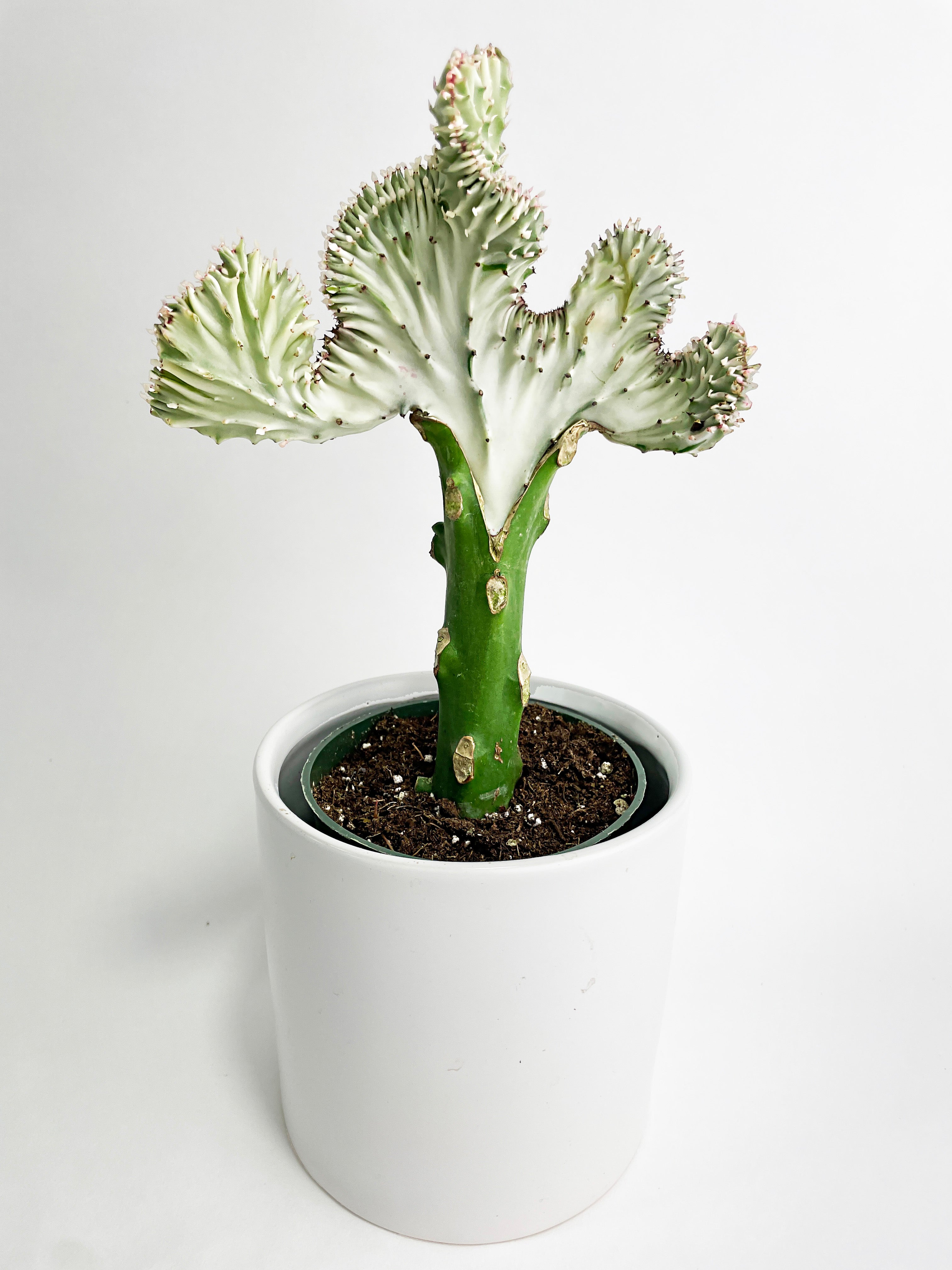 Mermaid Coral 'Cristata' Euphorbia Lactea Succulent