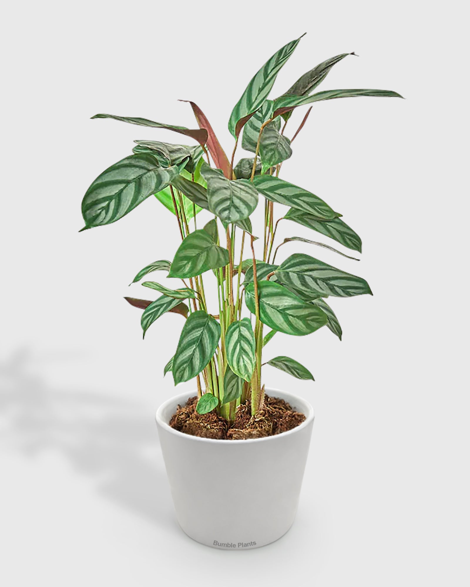 Calathea 'Grey Star'