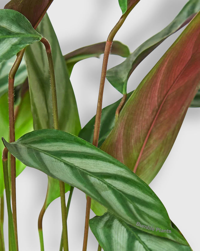 Calathea 'Grey Star'