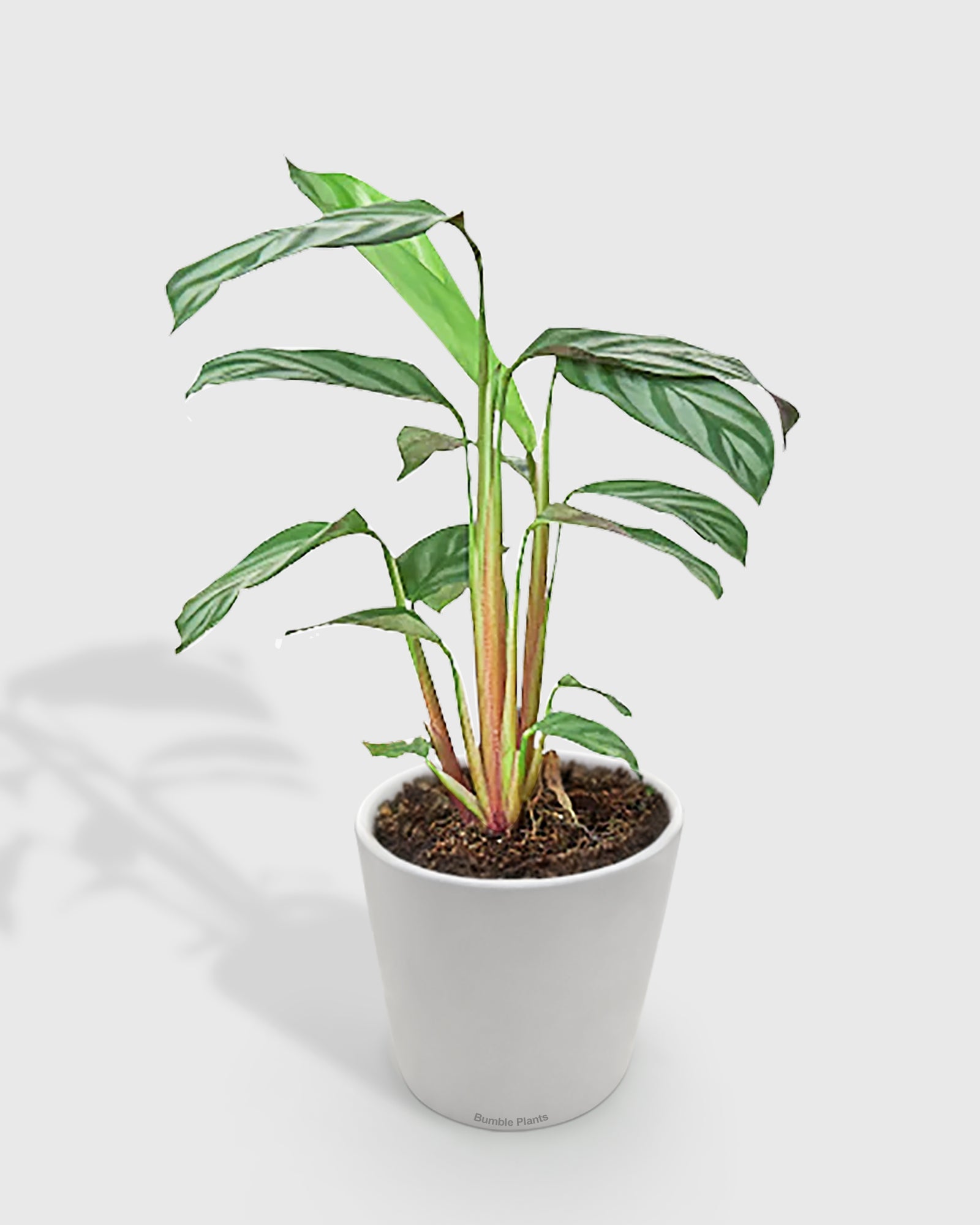 Calathea 'Grey Star'