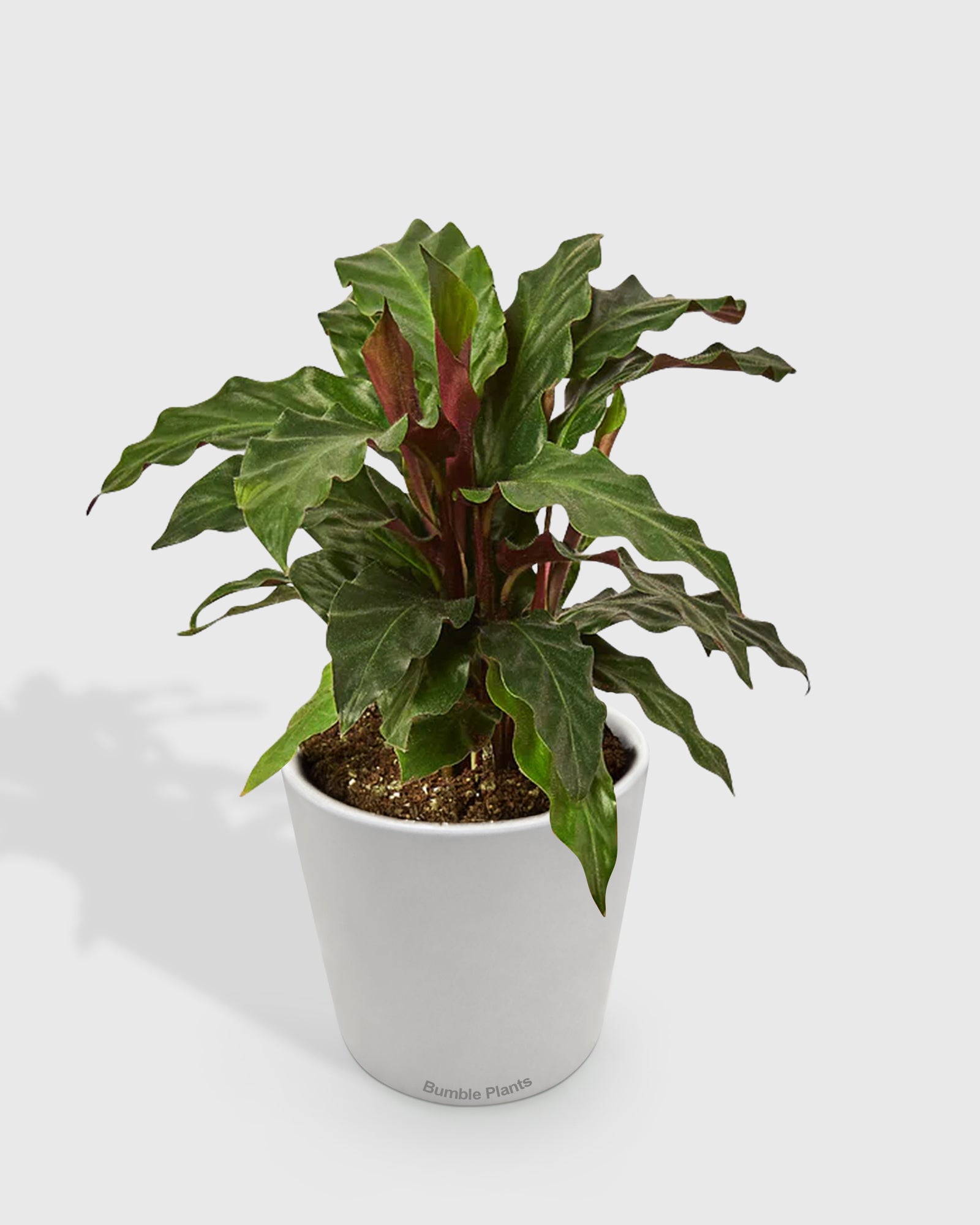 Calathea Rufibarba 'Furry Feather'