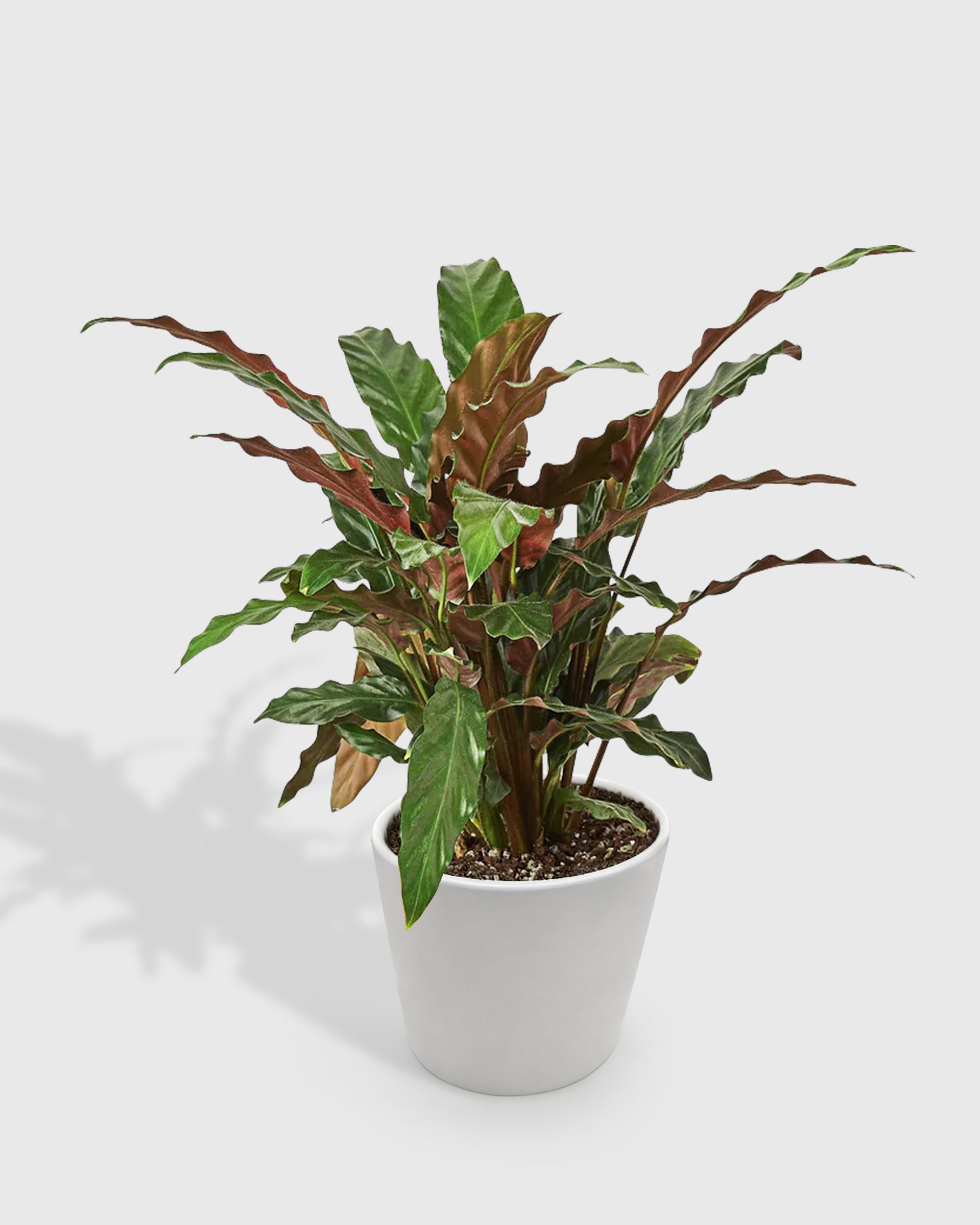 Calathea Rufibarba 'Furry Feather'