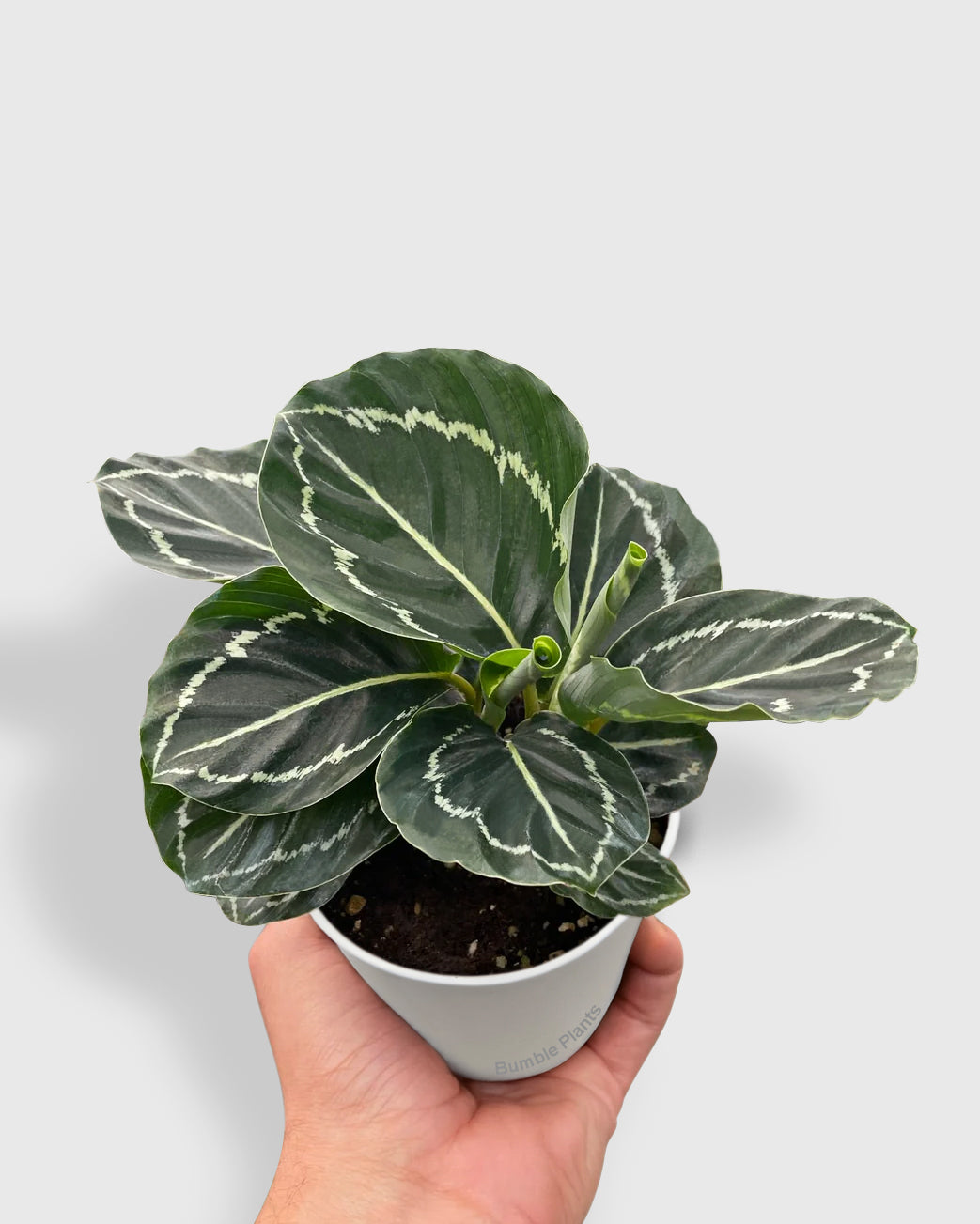 Calathea Roseopicta Green Goddess