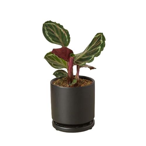Calathea Medallion