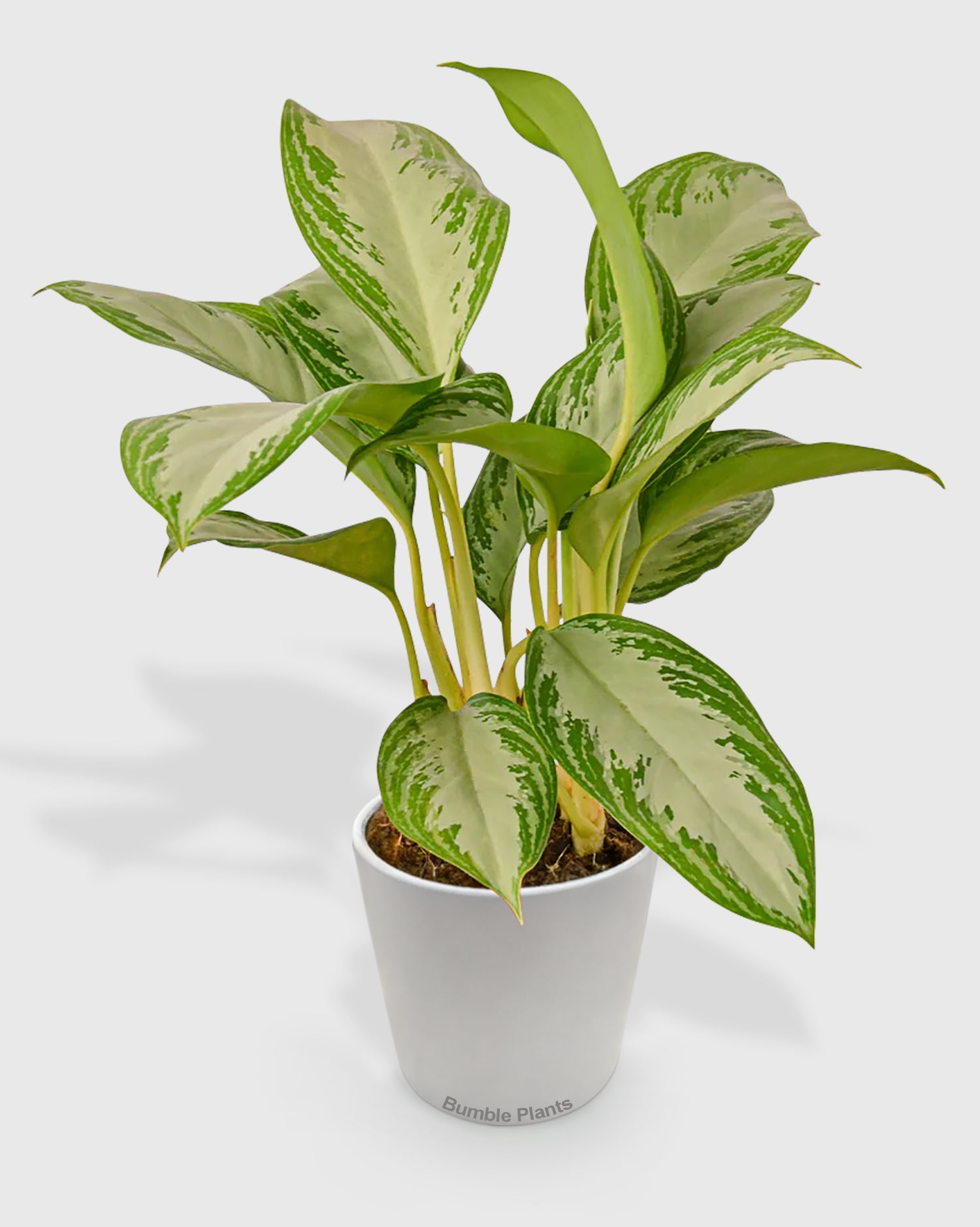 Aglaonema Chinese Evergreen 'Silver Bay'