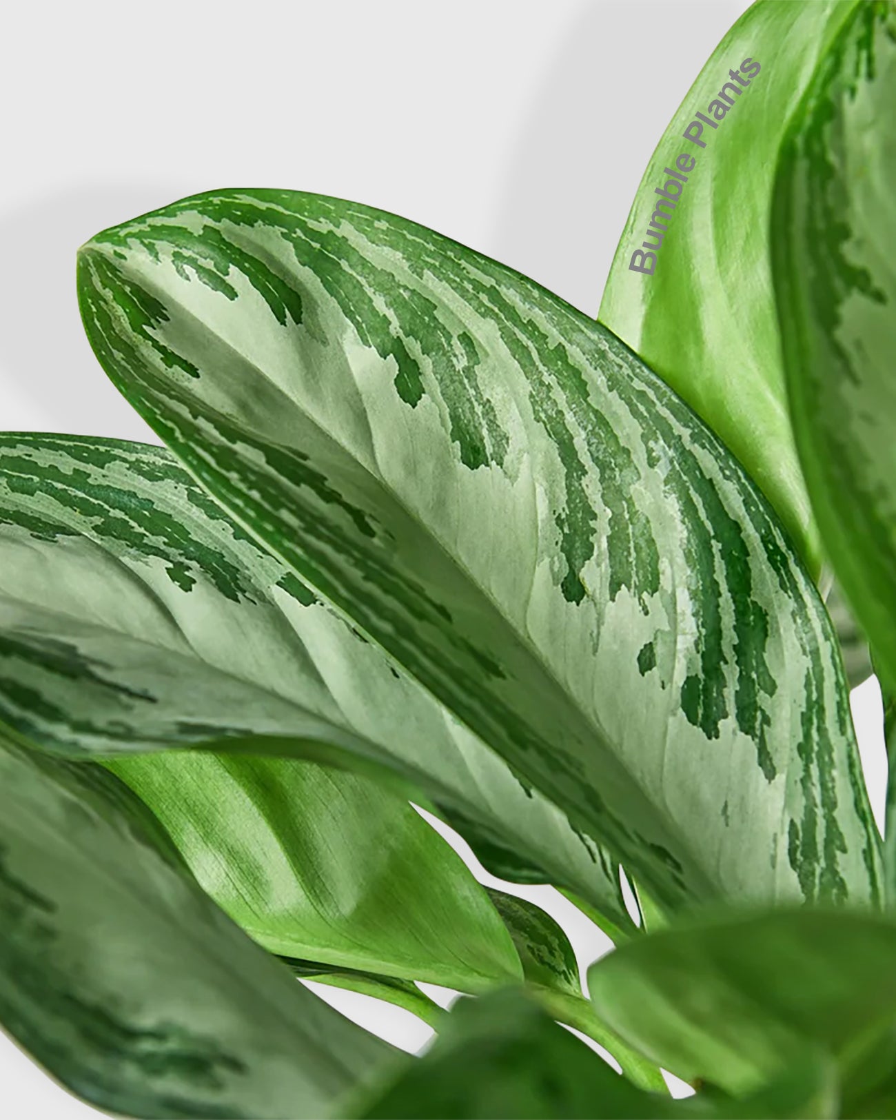 Aglaonema Chinese Evergreen 'Silver Bay'