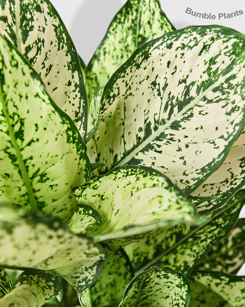 Aglaonema Chinese Evergreen 'First Diamond'