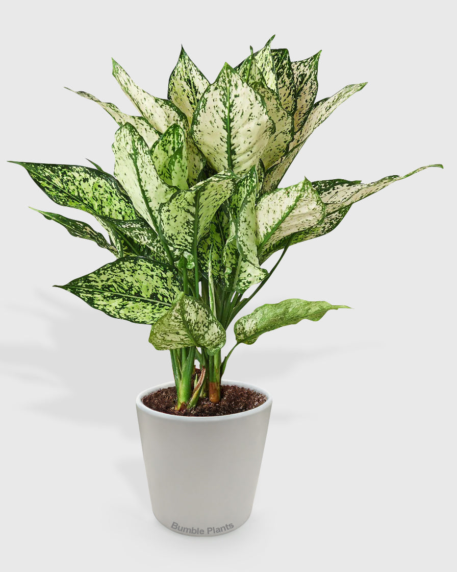 Aglaonema Chinese Evergreen 'First Diamond'