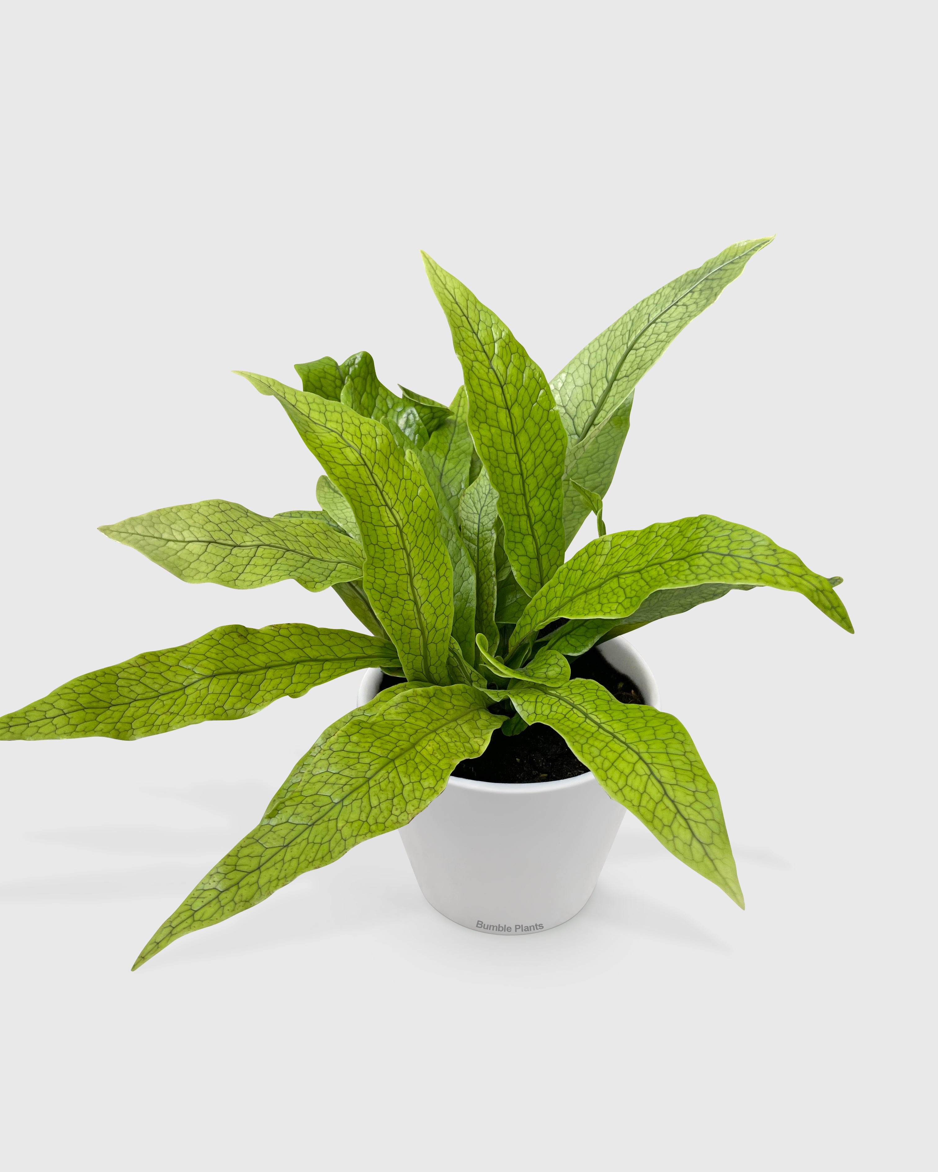 Microsorum Musifolium 'Crocodile' Fern