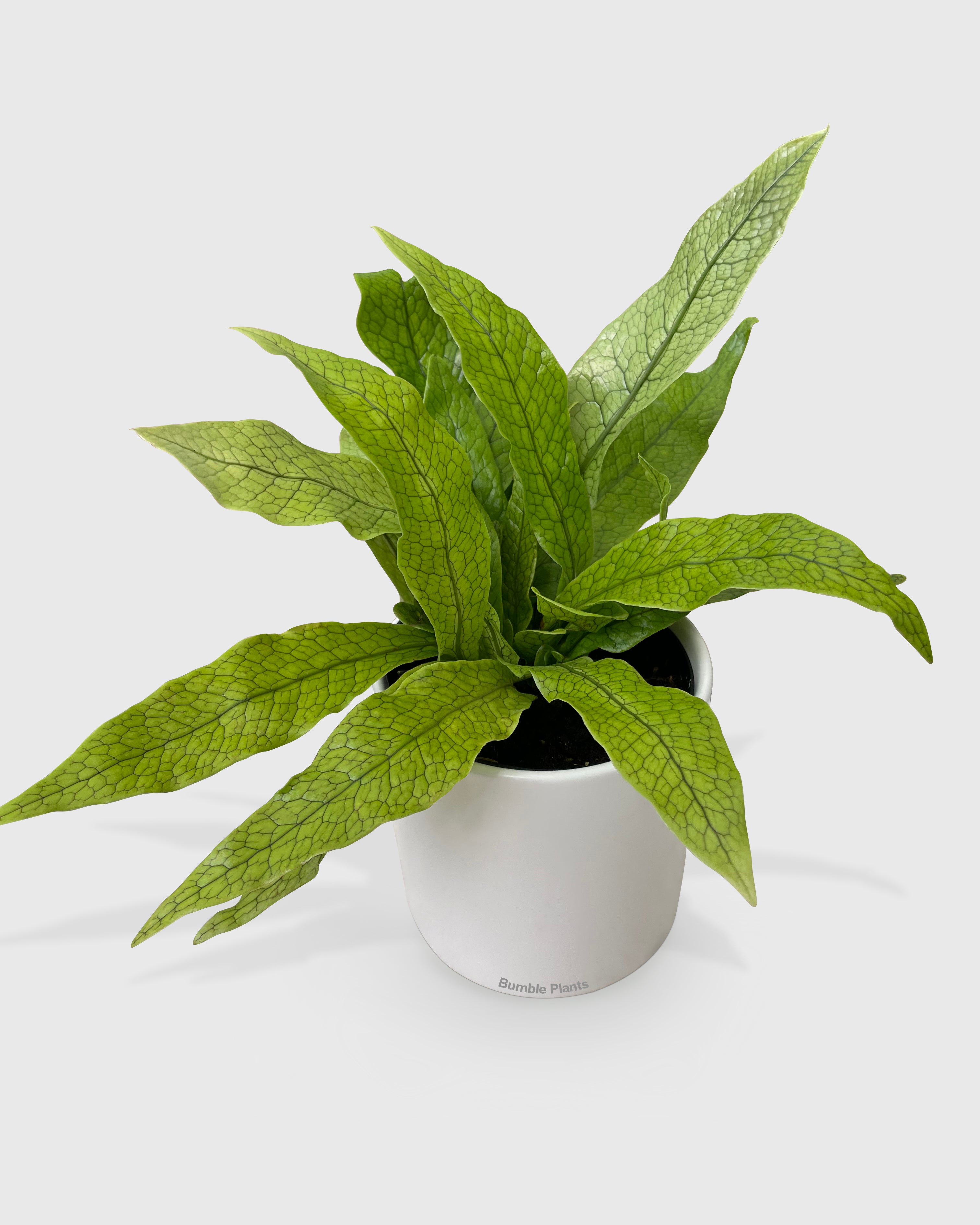 Microsorum Musifolium 'Crocodile' Fern