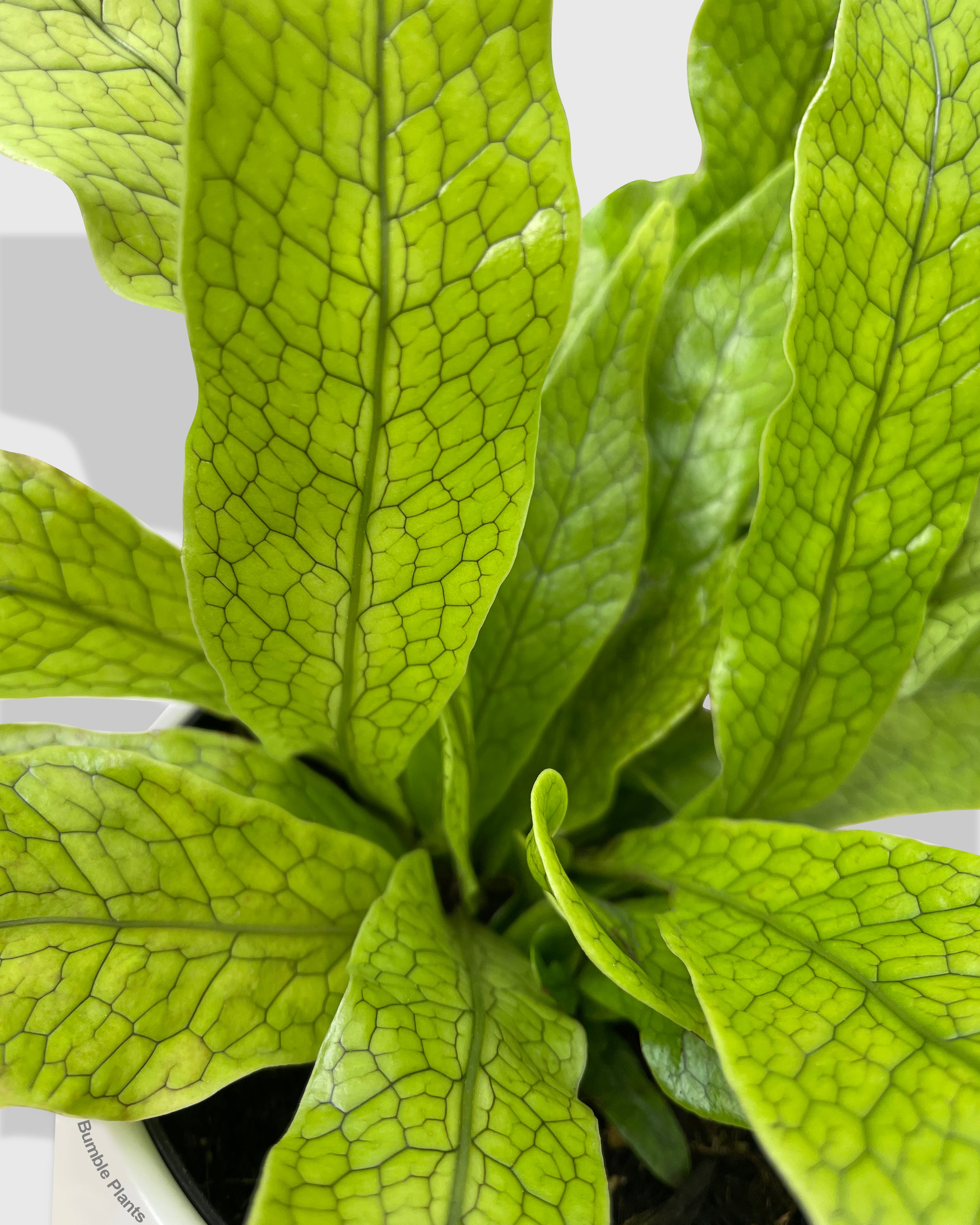Microsorum Musifolium 'Crocodile' Fern