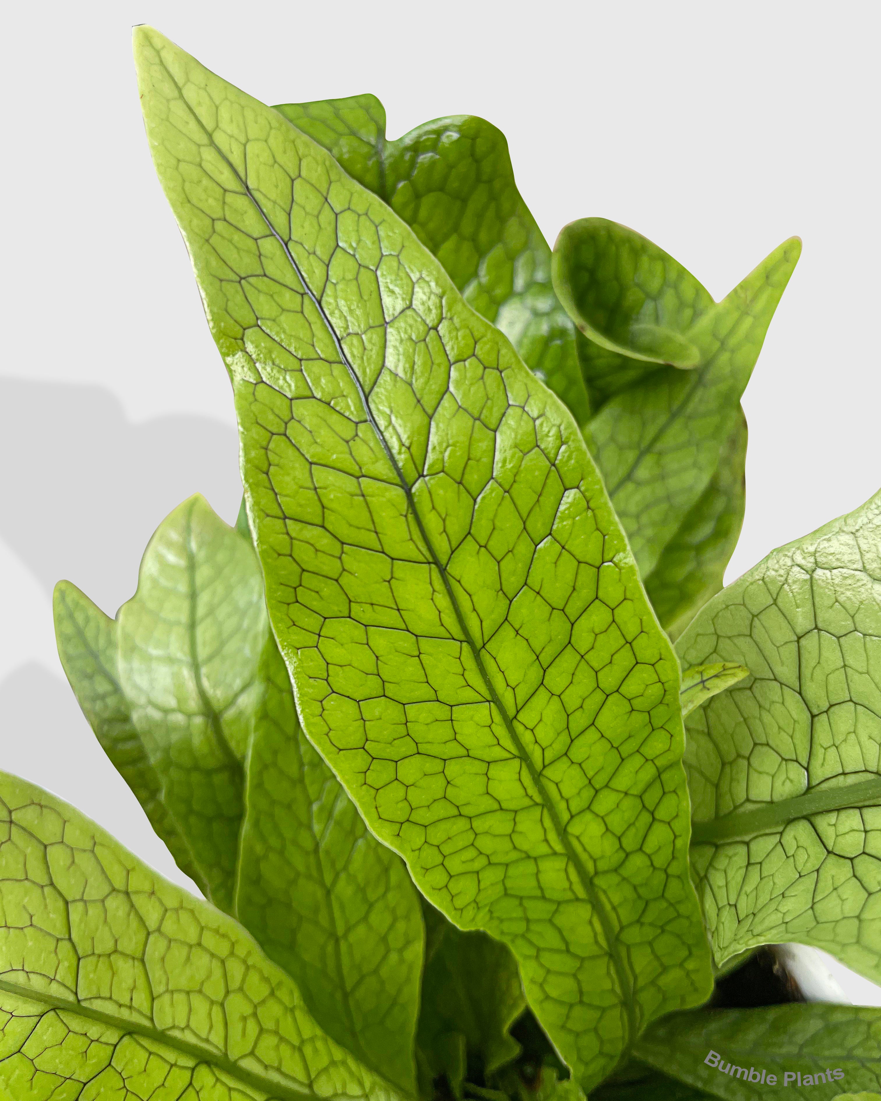 Microsorum Musifolium 'Crocodile' Fern