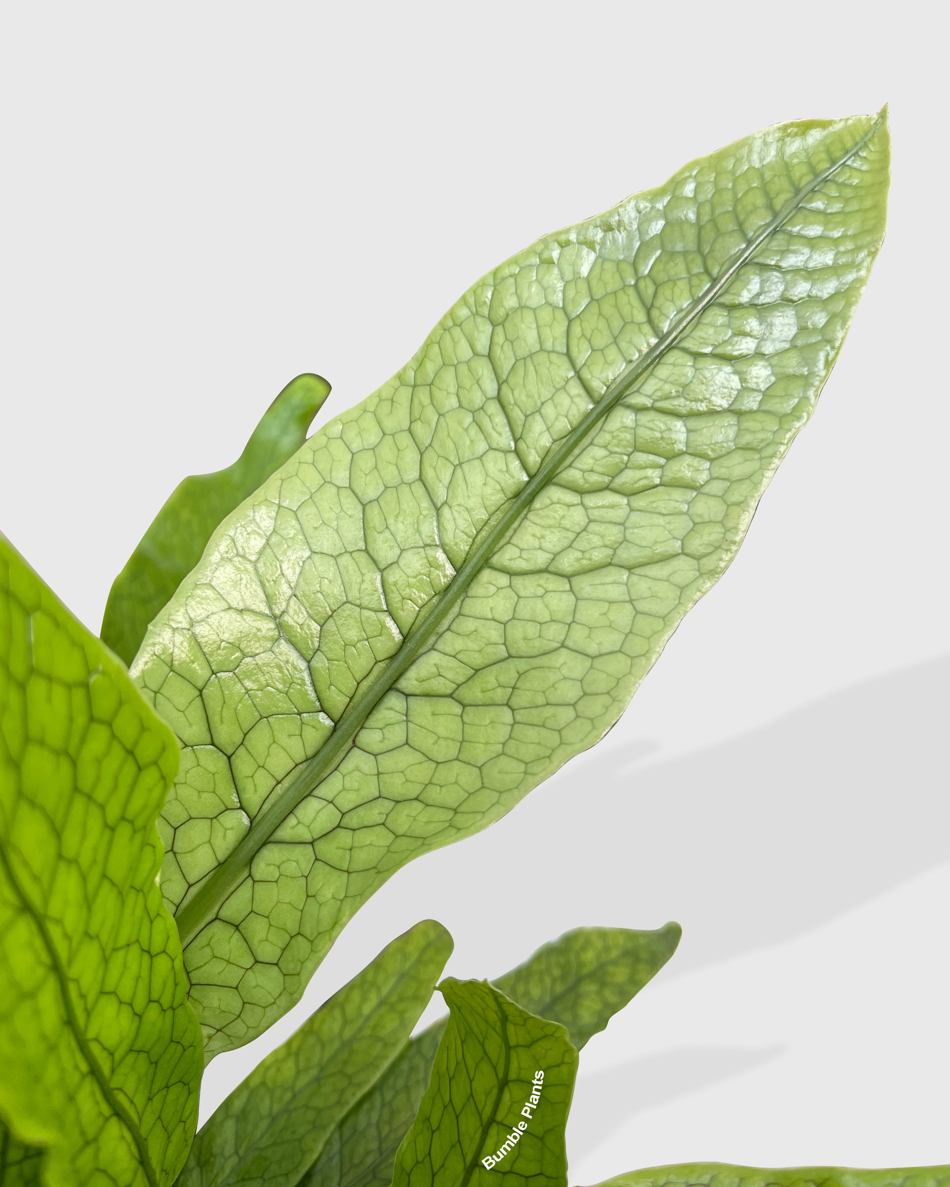 Microsorum Musifolium 'Crocodile' Fern