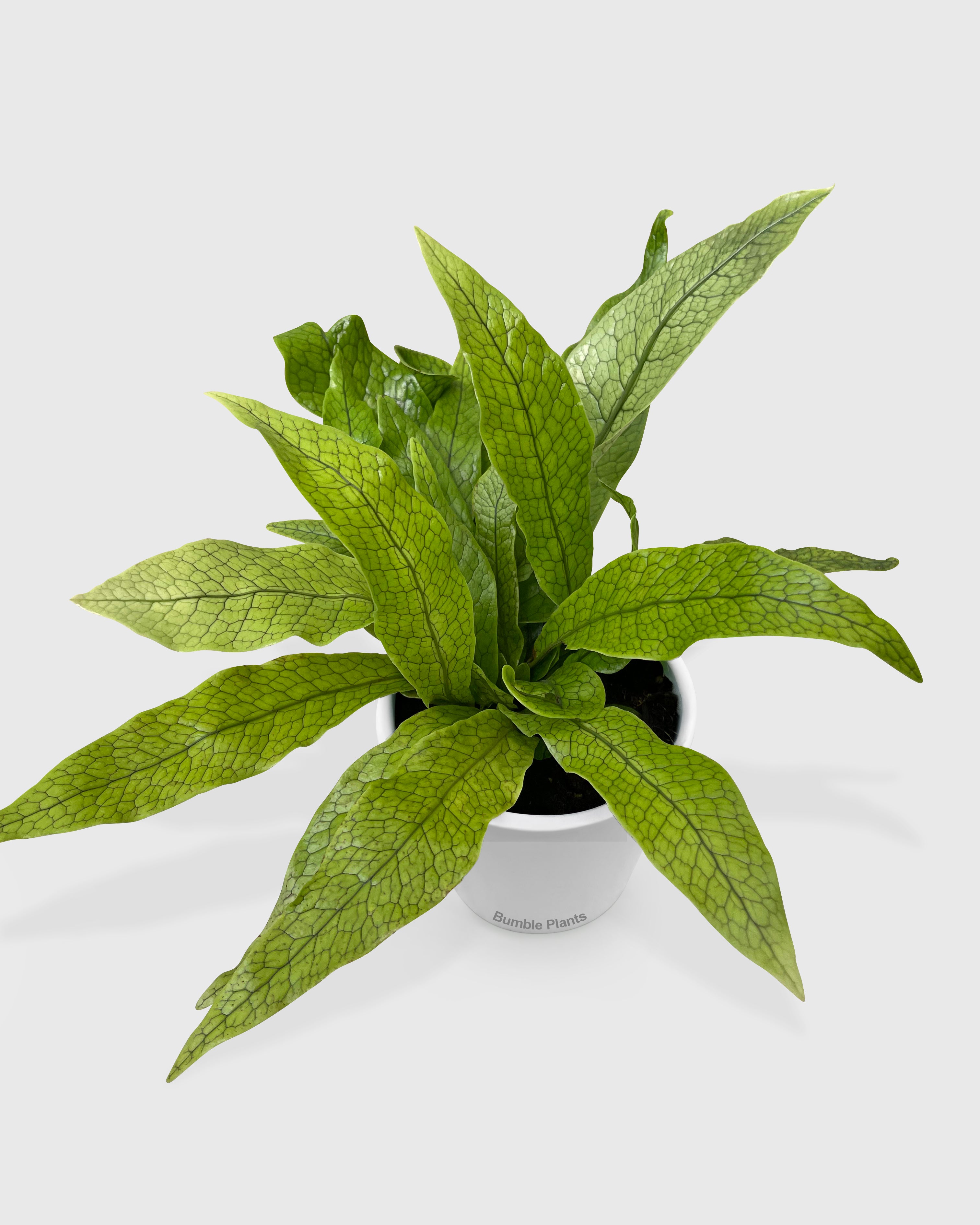 Microsorum Musifolium 'Crocodile' Fern