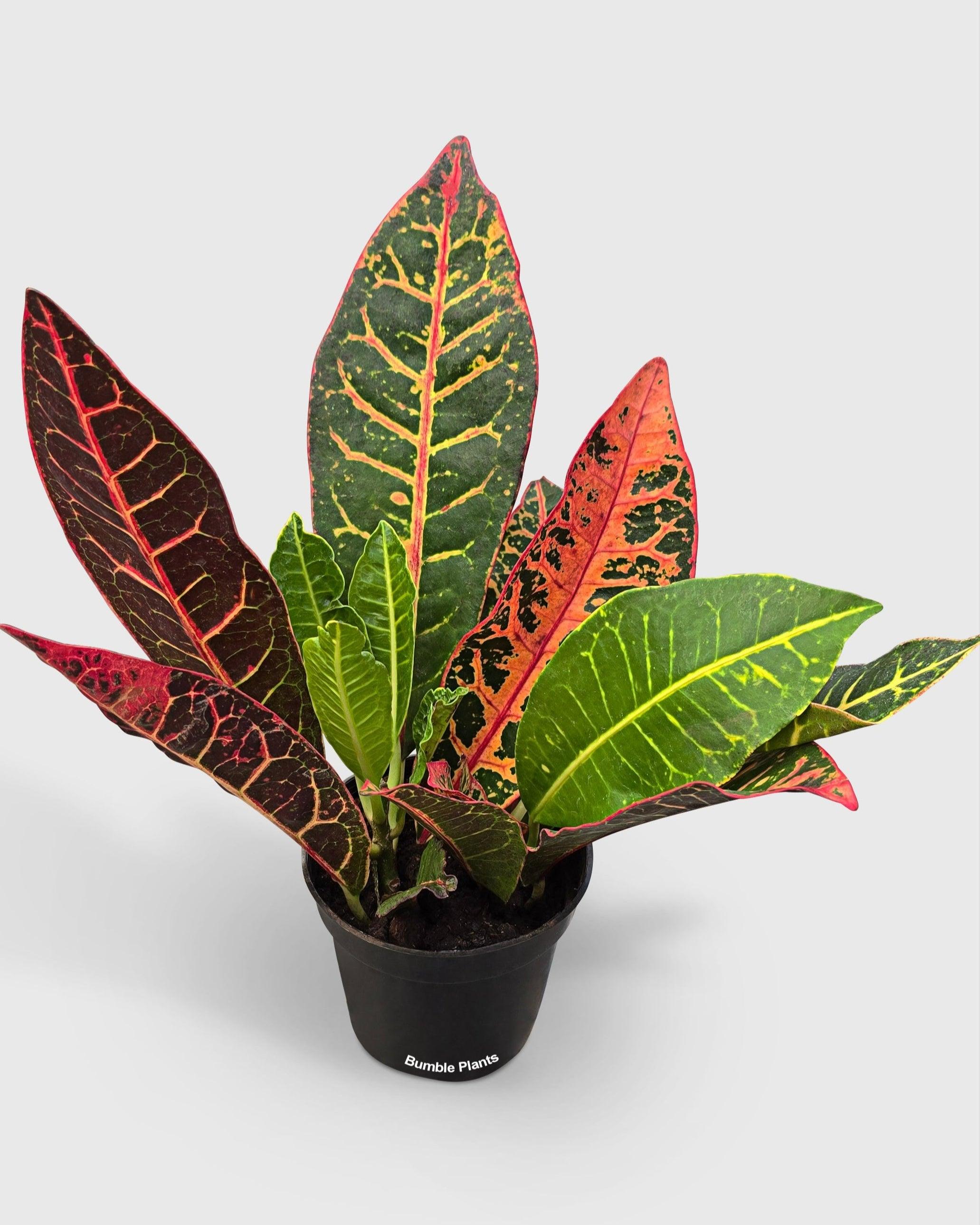 Croton Petra Codiaeum Variegatum Pictum 'Joseph's Coat'