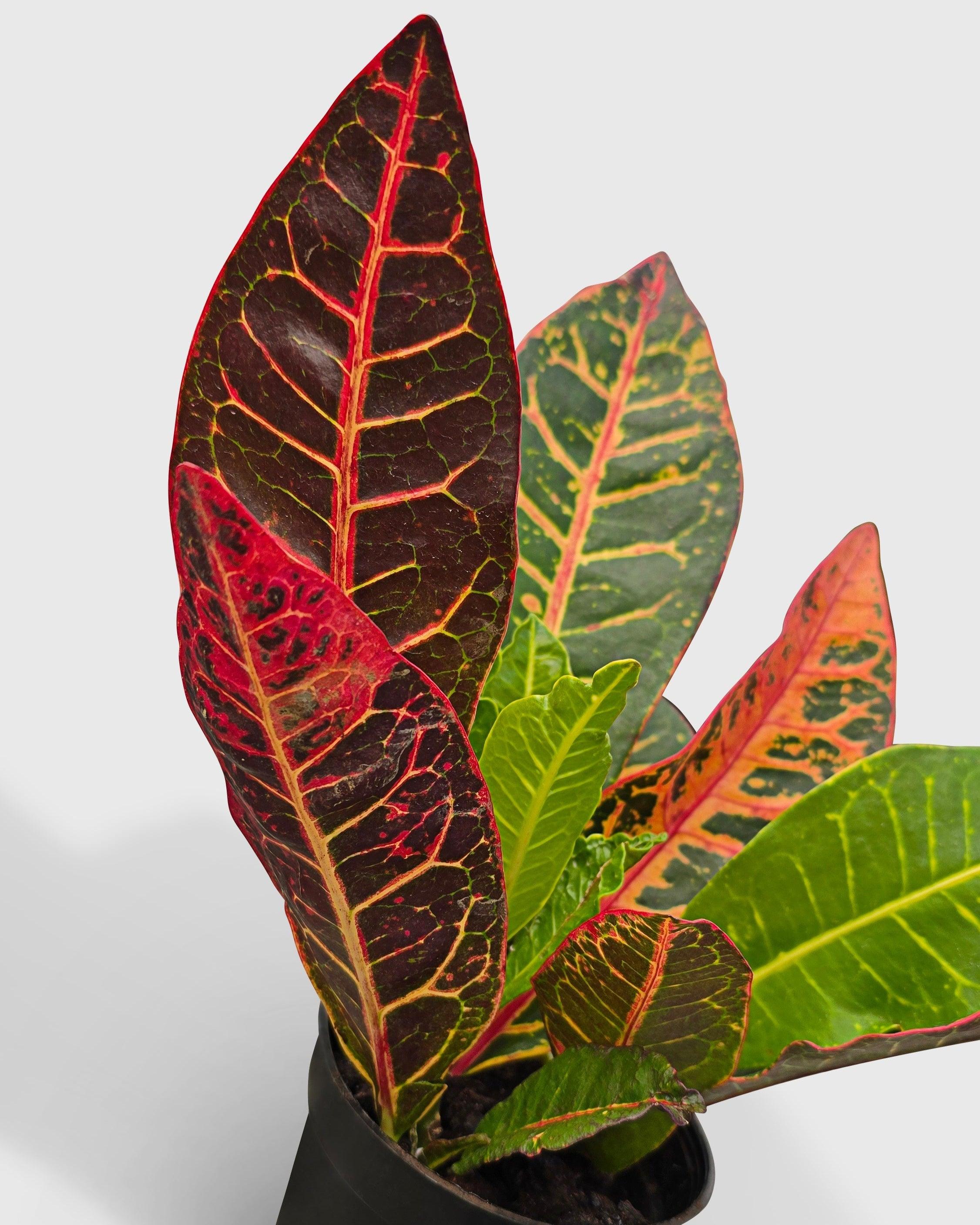 Croton Petra Codiaeum Variegatum Pictum 'Joseph's Coat'