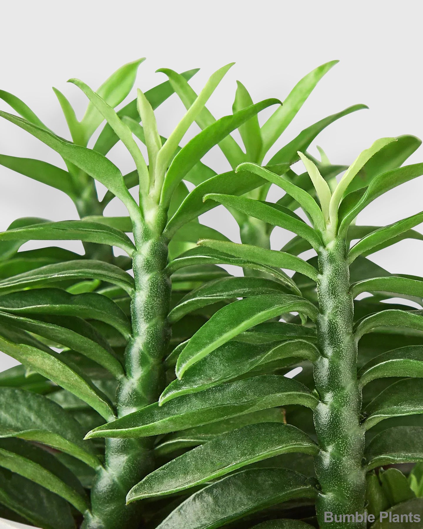 Euphorbia Tithymaloides Devil's Backbone