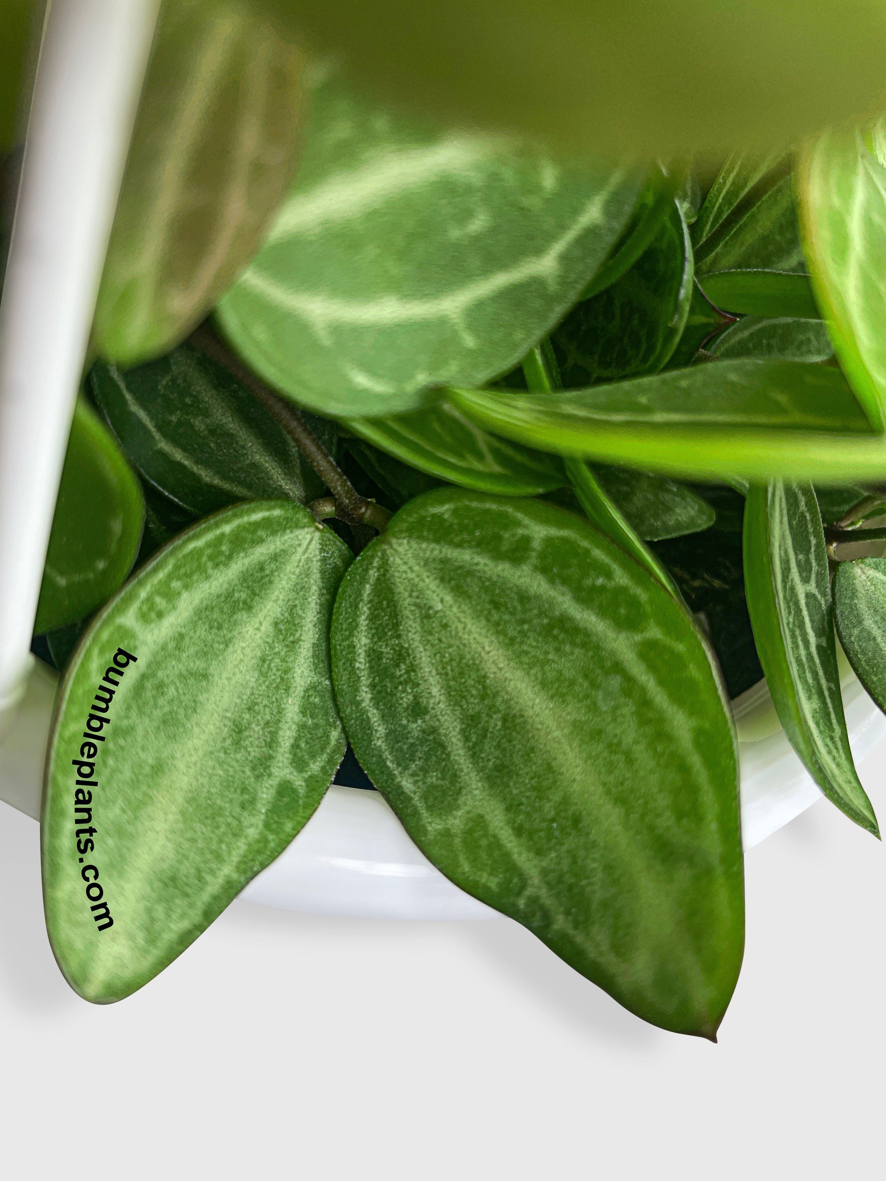 Dischidia Watermelon - Bumble Plants