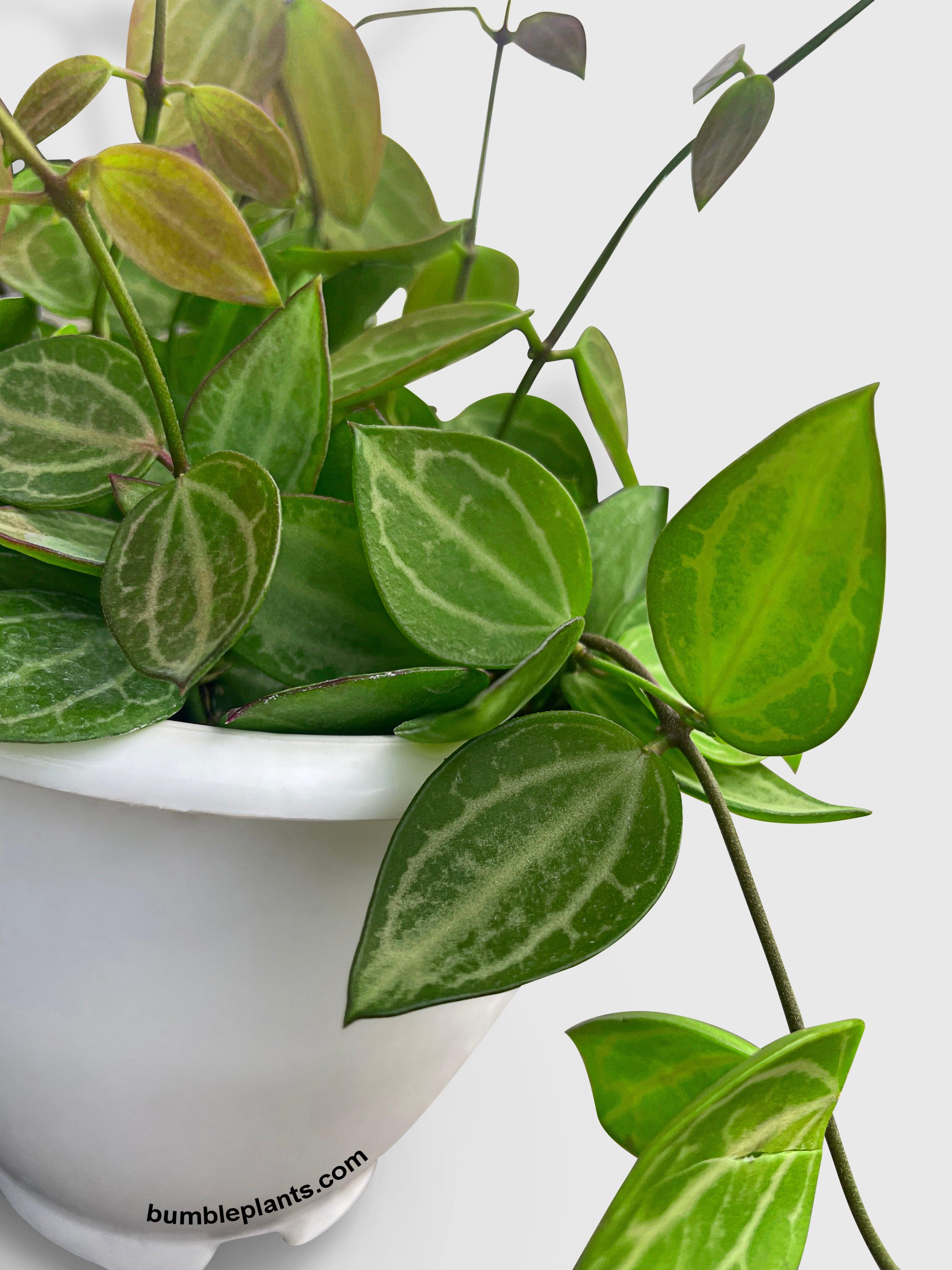 Dischidia Watermelon - Bumble Plants