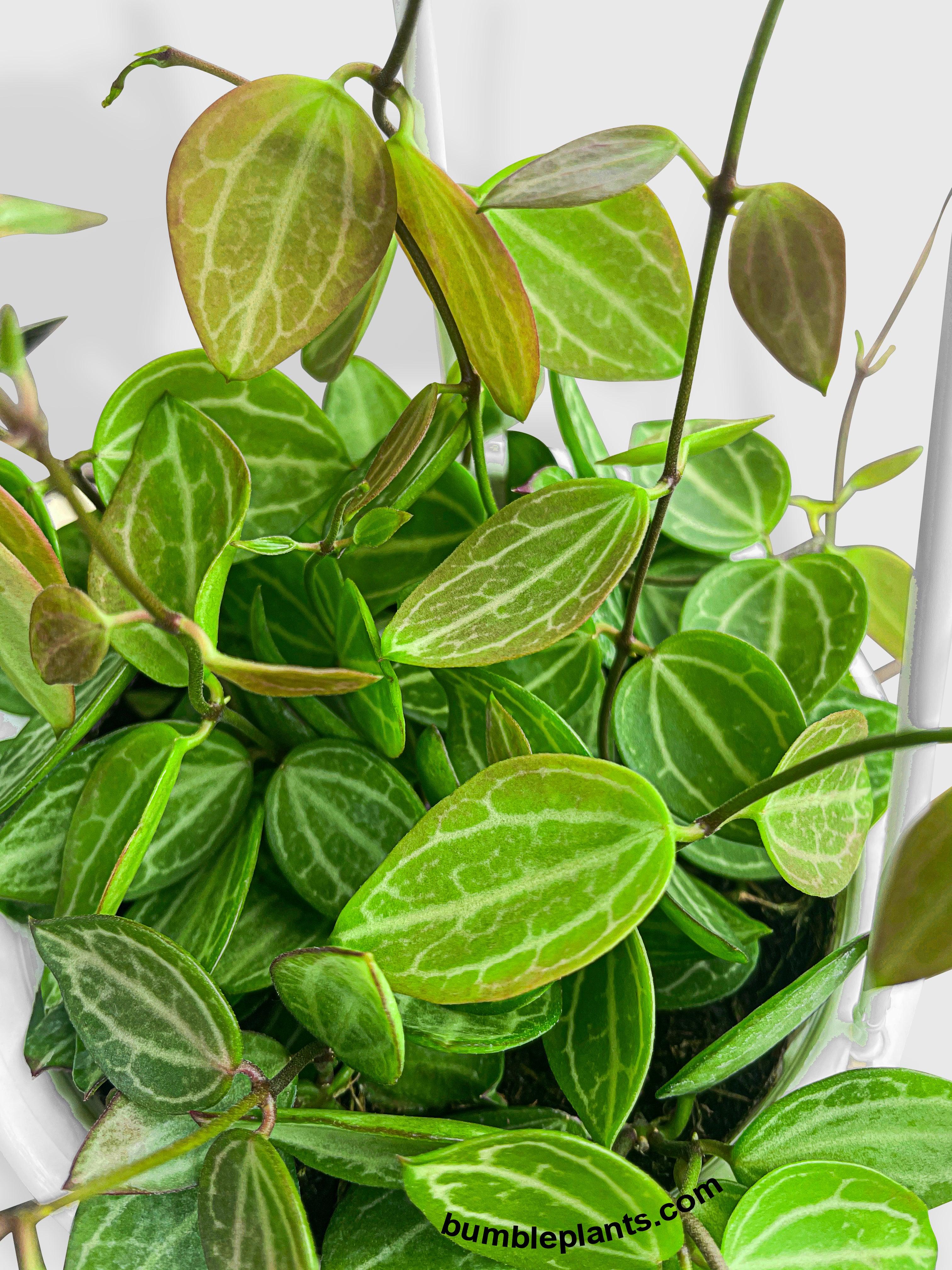 Dischidia Watermelon - Bumble Plants