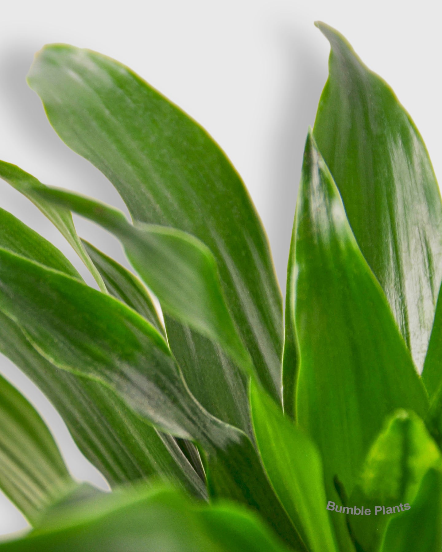 Dracaena 'Janet Craig'