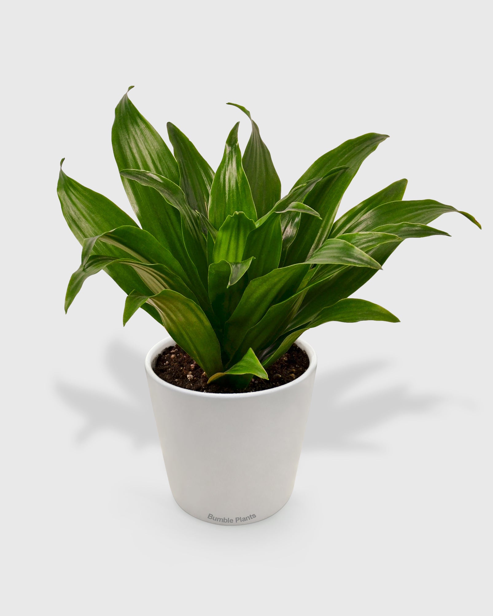 Dracaena 'Janet Craig'
