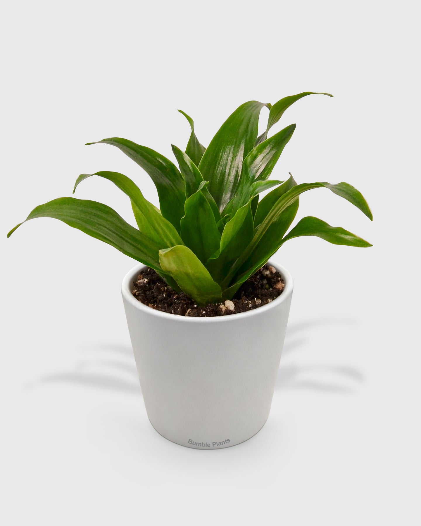 Dracaena 'Janet Craig'