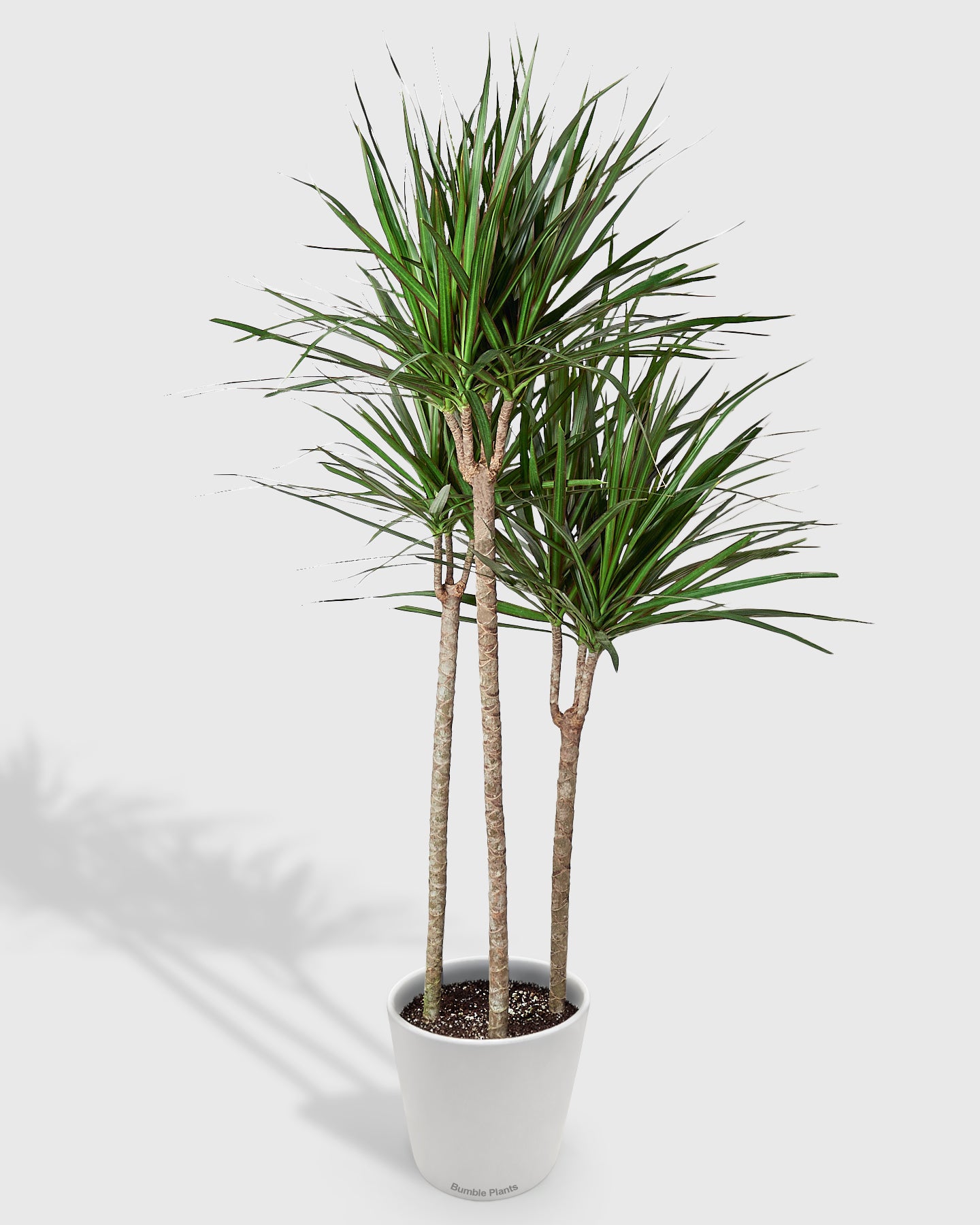 Dracaena Marginata Cane