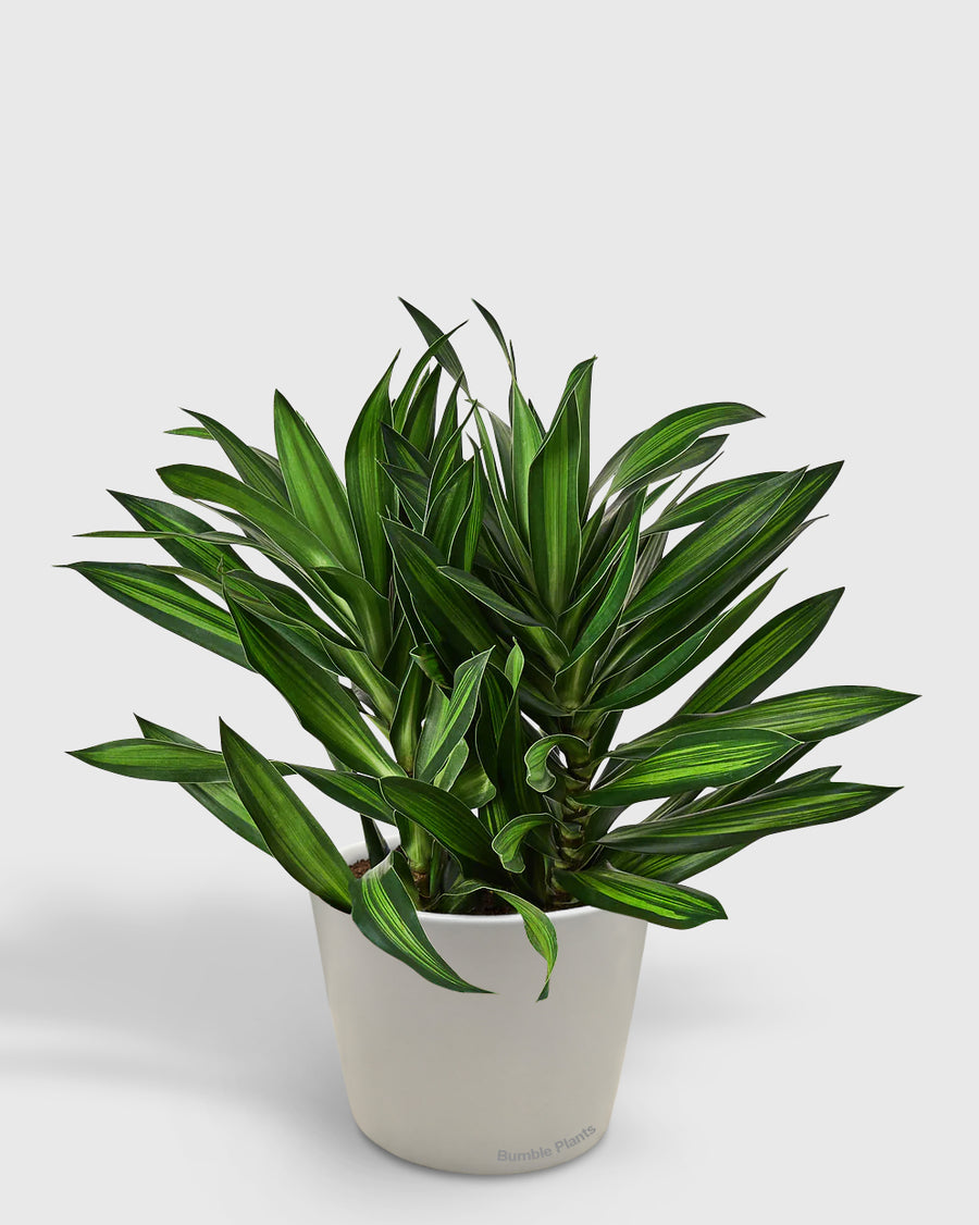 potted plants for sale in jamaica Live Dracaena Reflexa Song of Jamaica