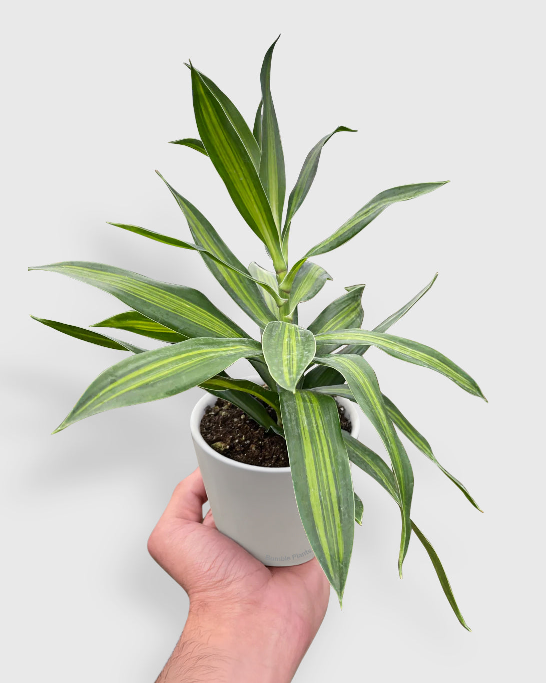 Dracaena Reflexa Song of Jamaica