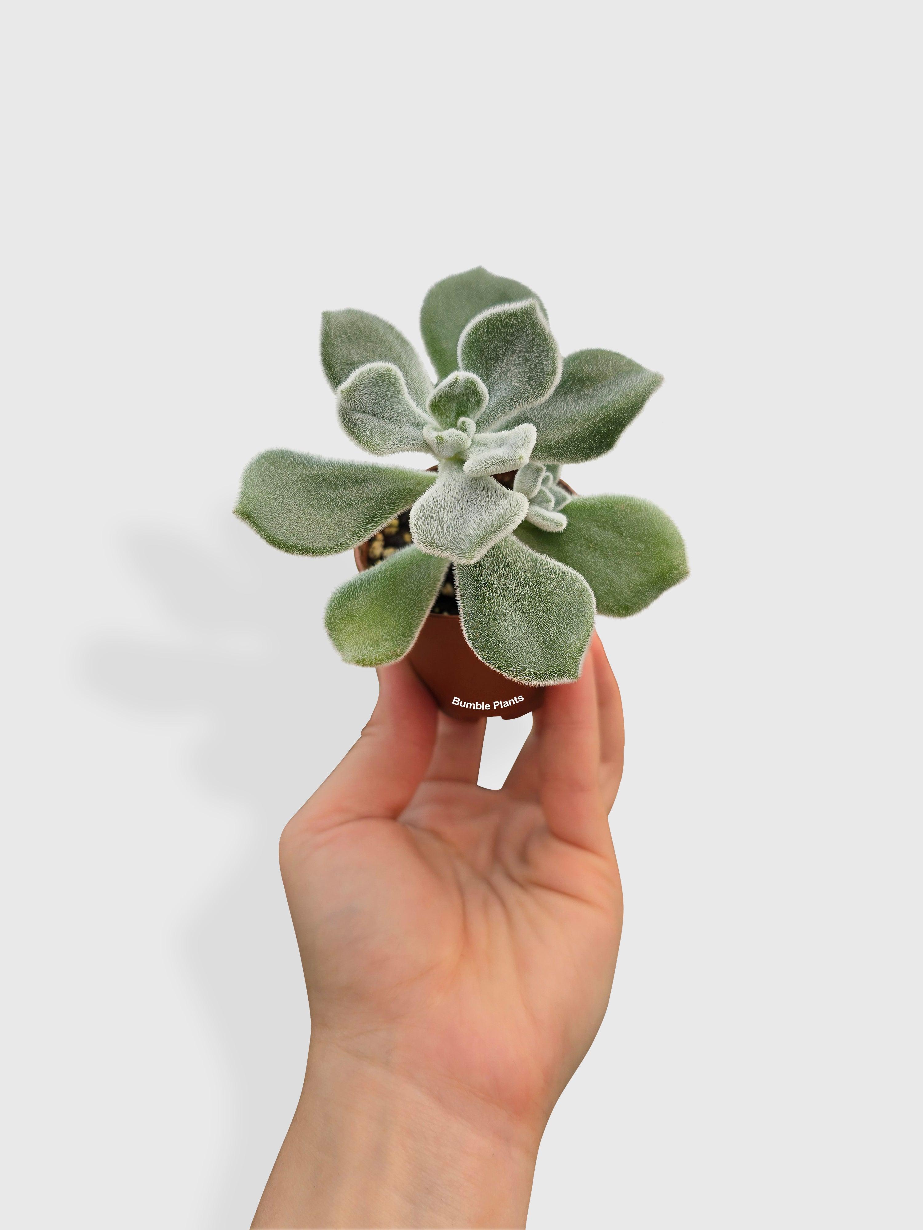 EcheveriaPulvinata_Frosty__whi