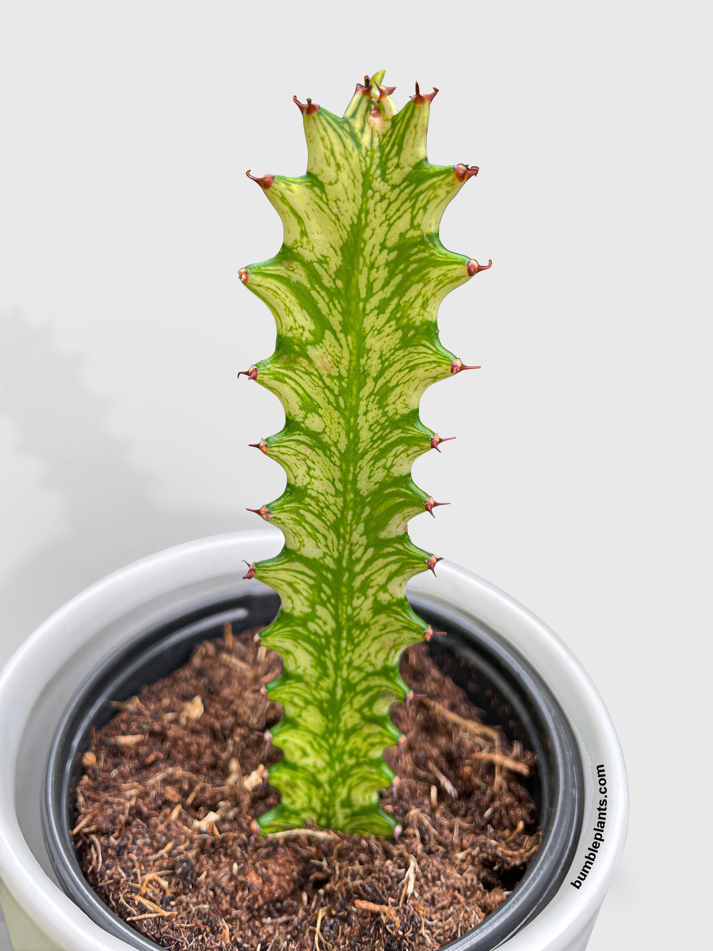 Euphorbia Trigona Variegated - Bumble Plants