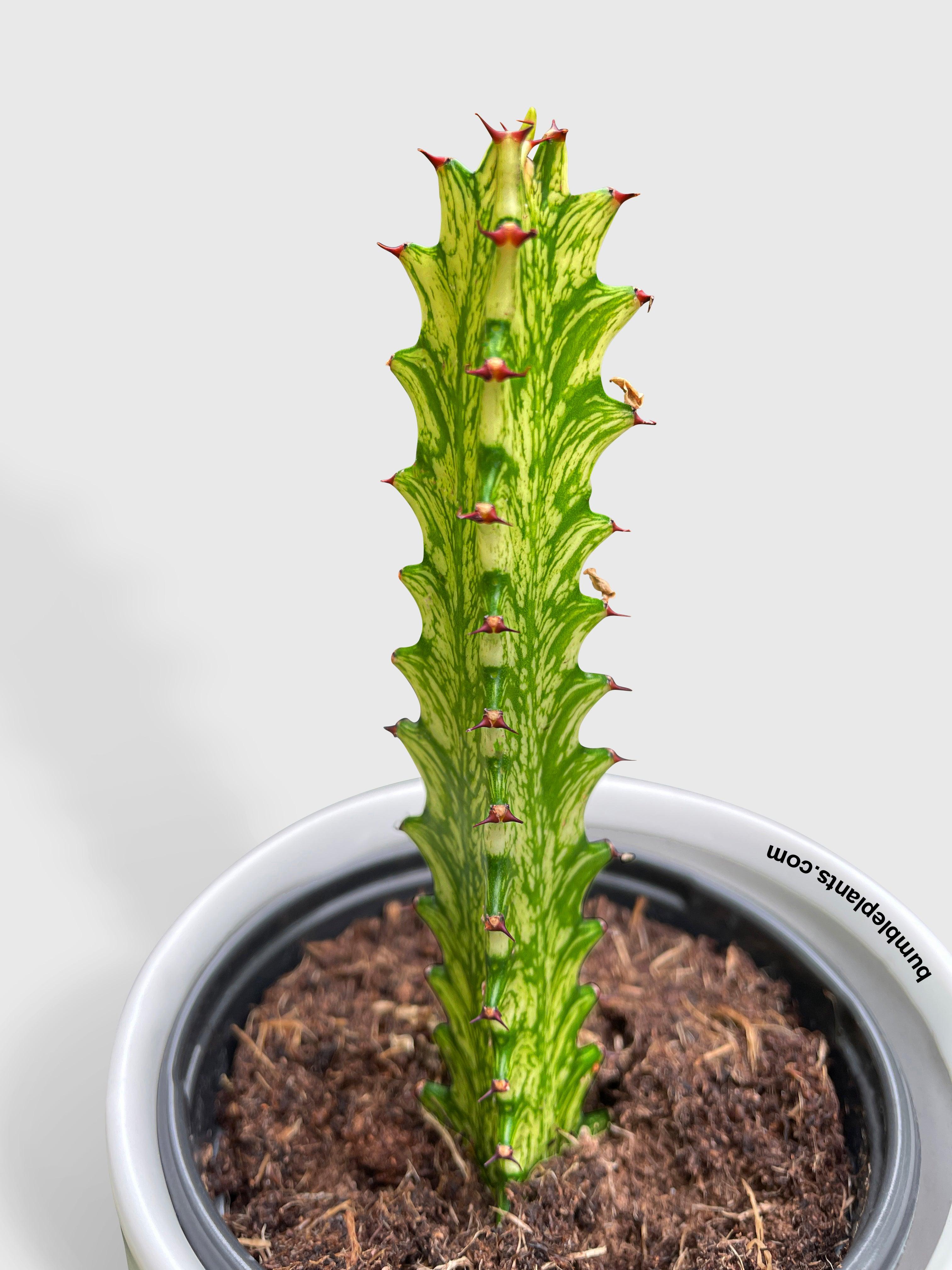 Euphorbia Trigona Variegated - Bumble Plants