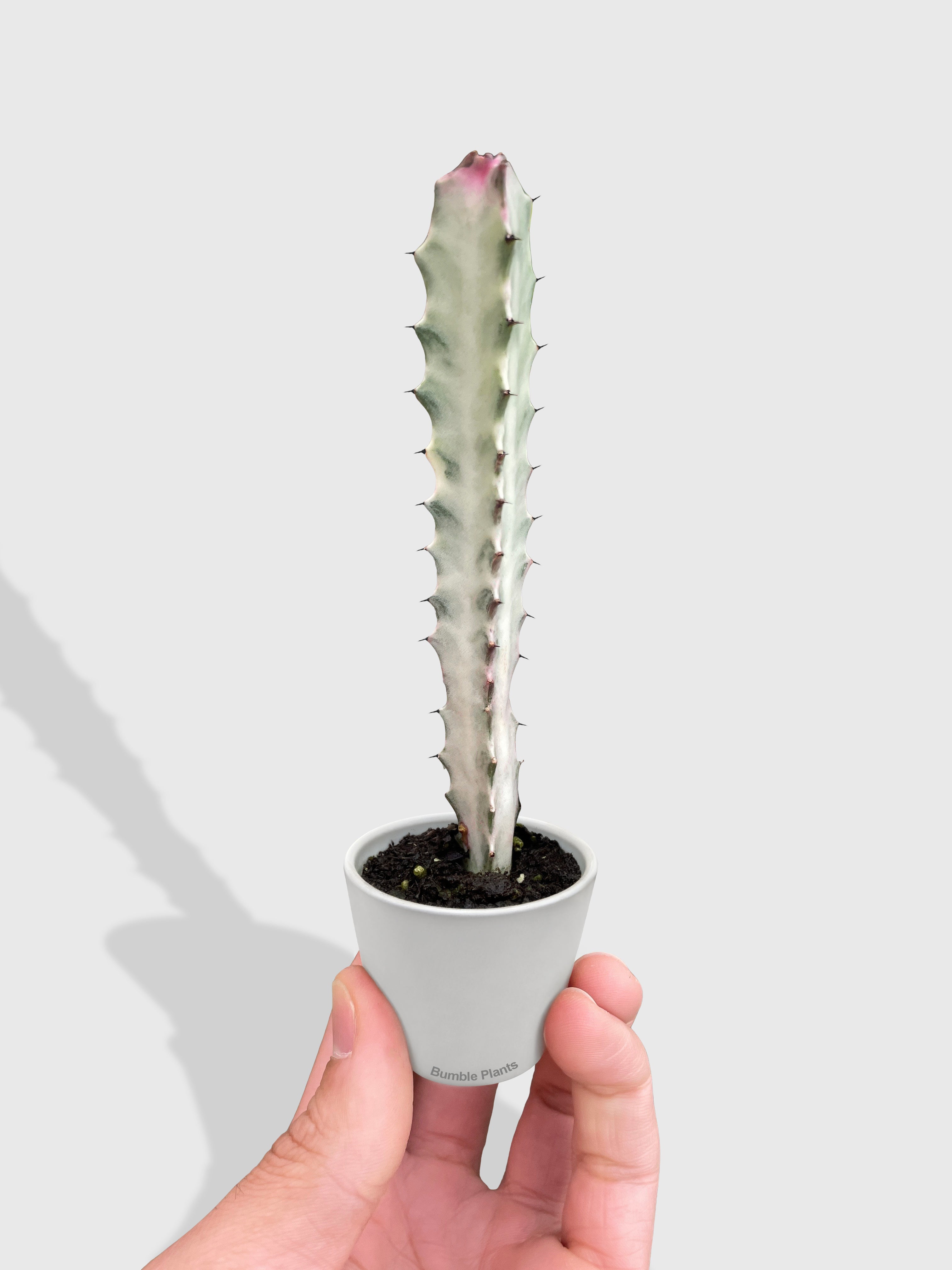 Euphorbia 'Dragon Bone' Succulent