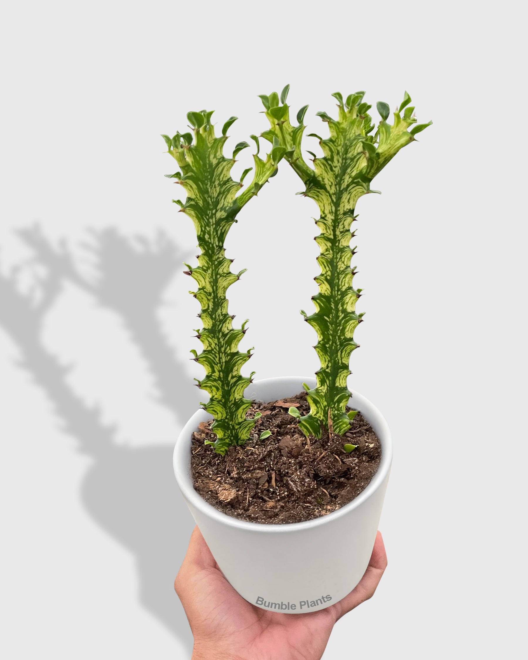 Euphorbia Trigona 'Mint Cream' Variegated