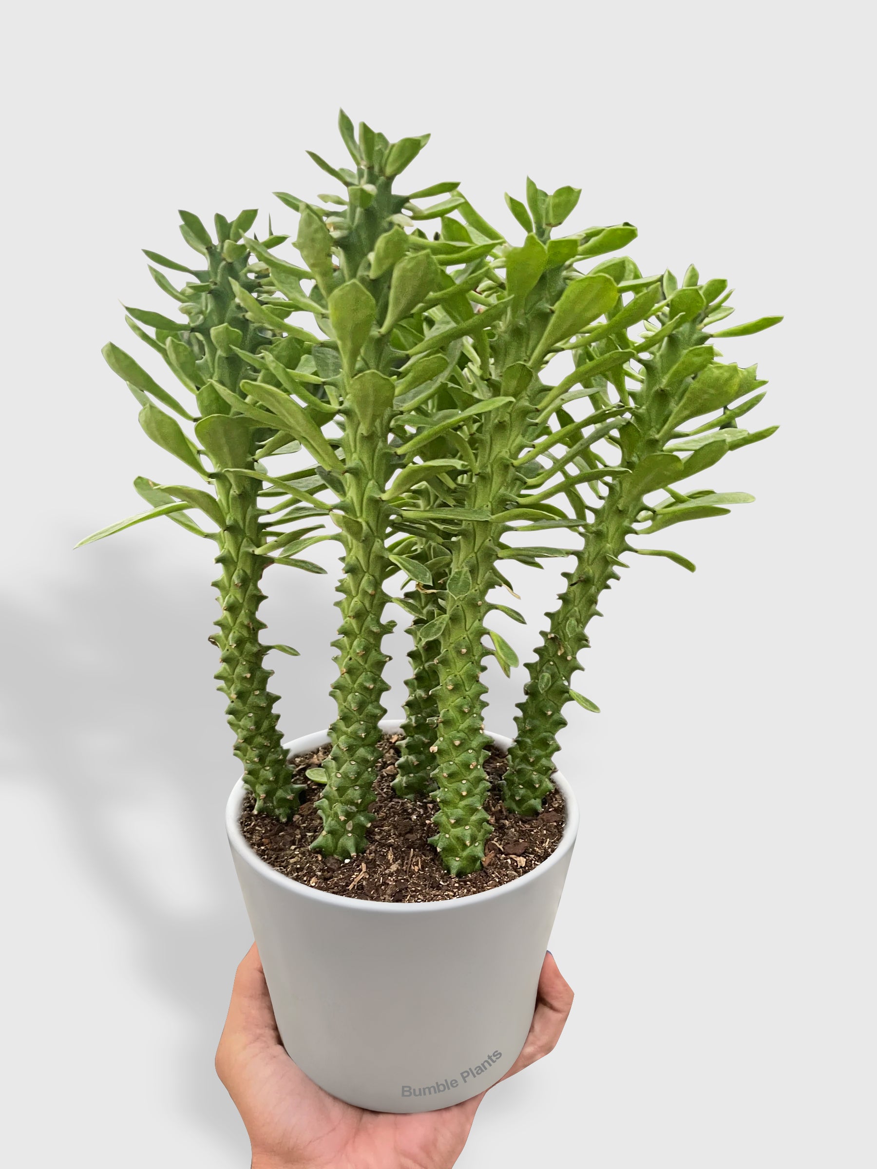 Euphorbia 'Sausage Spurge'