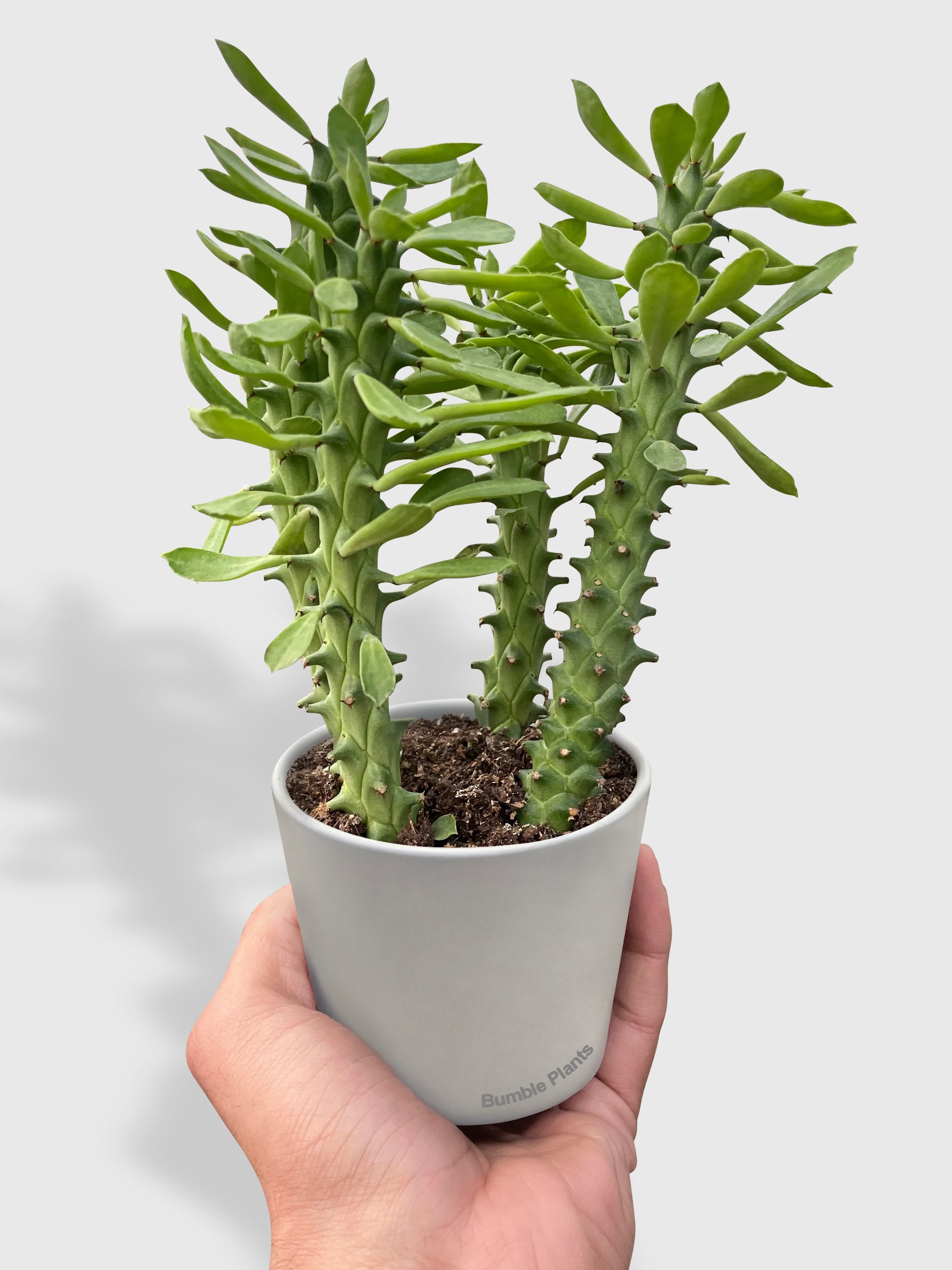 Euphorbia 'Sausage Spurge'