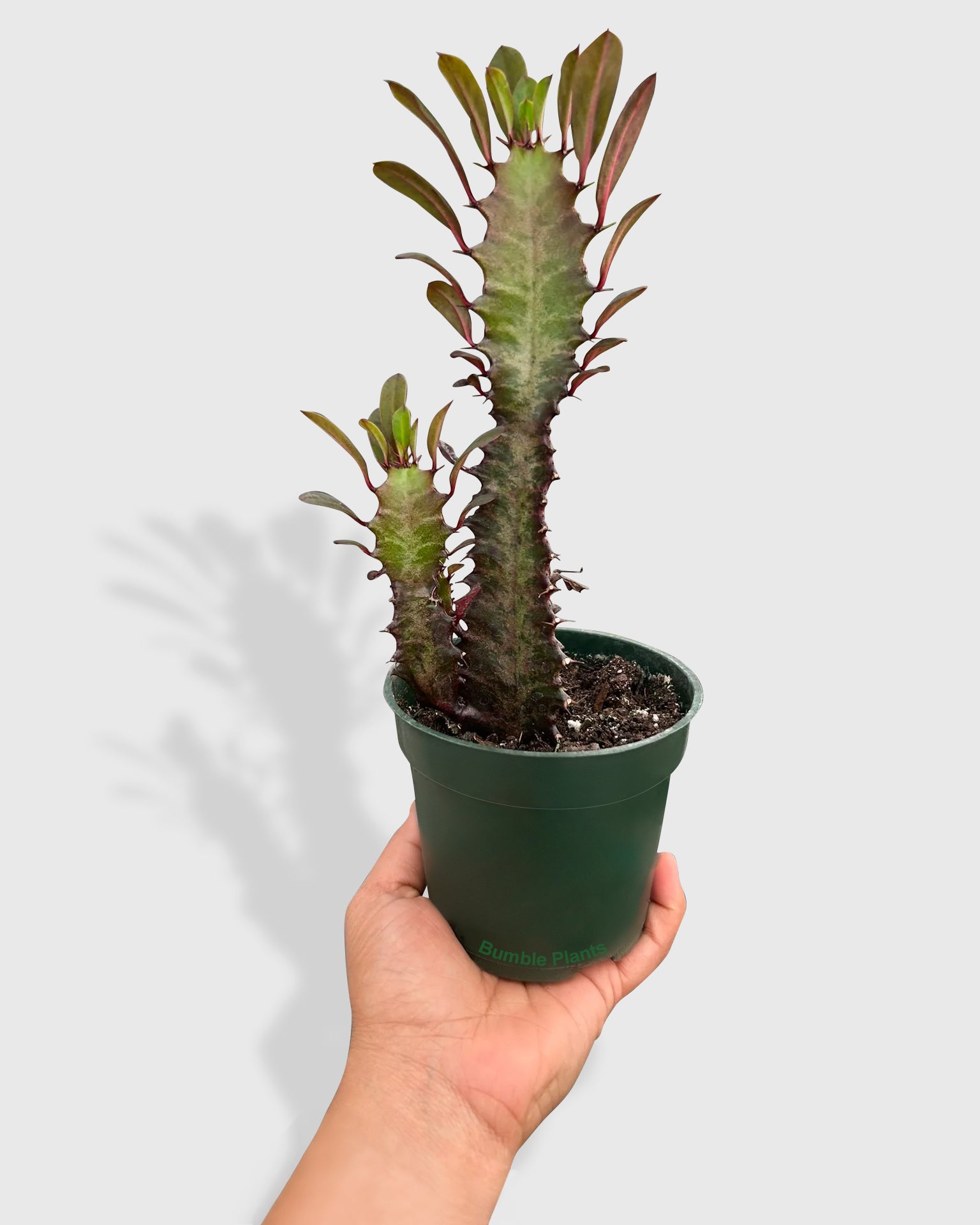 Euphorbia 'Trigona Rubra' Succulent