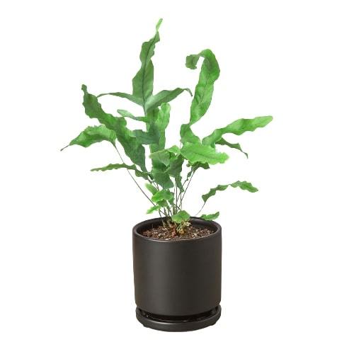 Phlebodium Aureum 'Blue Star' Fern