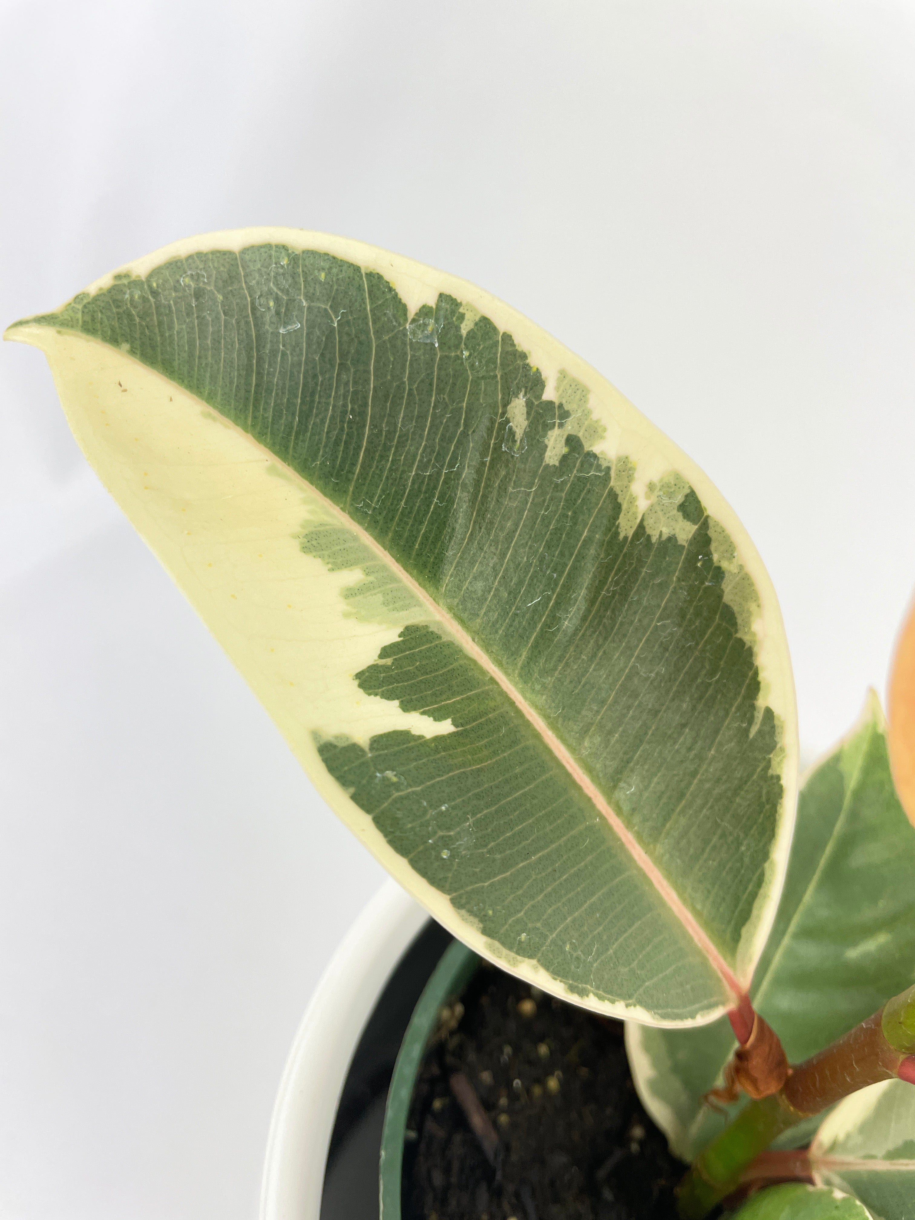 Ficus Tineke Variegated Rubber Plant