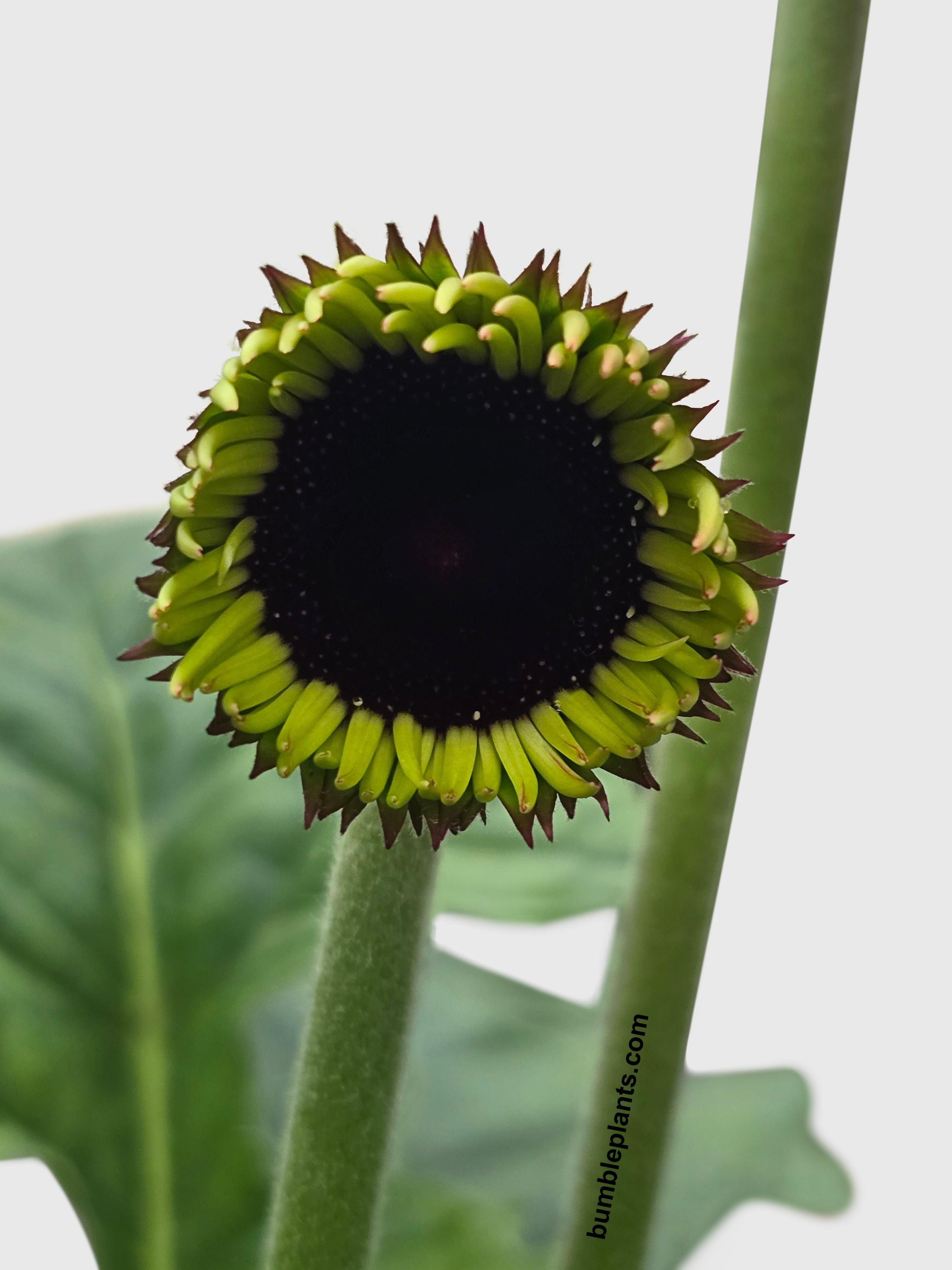 Gerbera Daisy Flower - Bumble Plants
