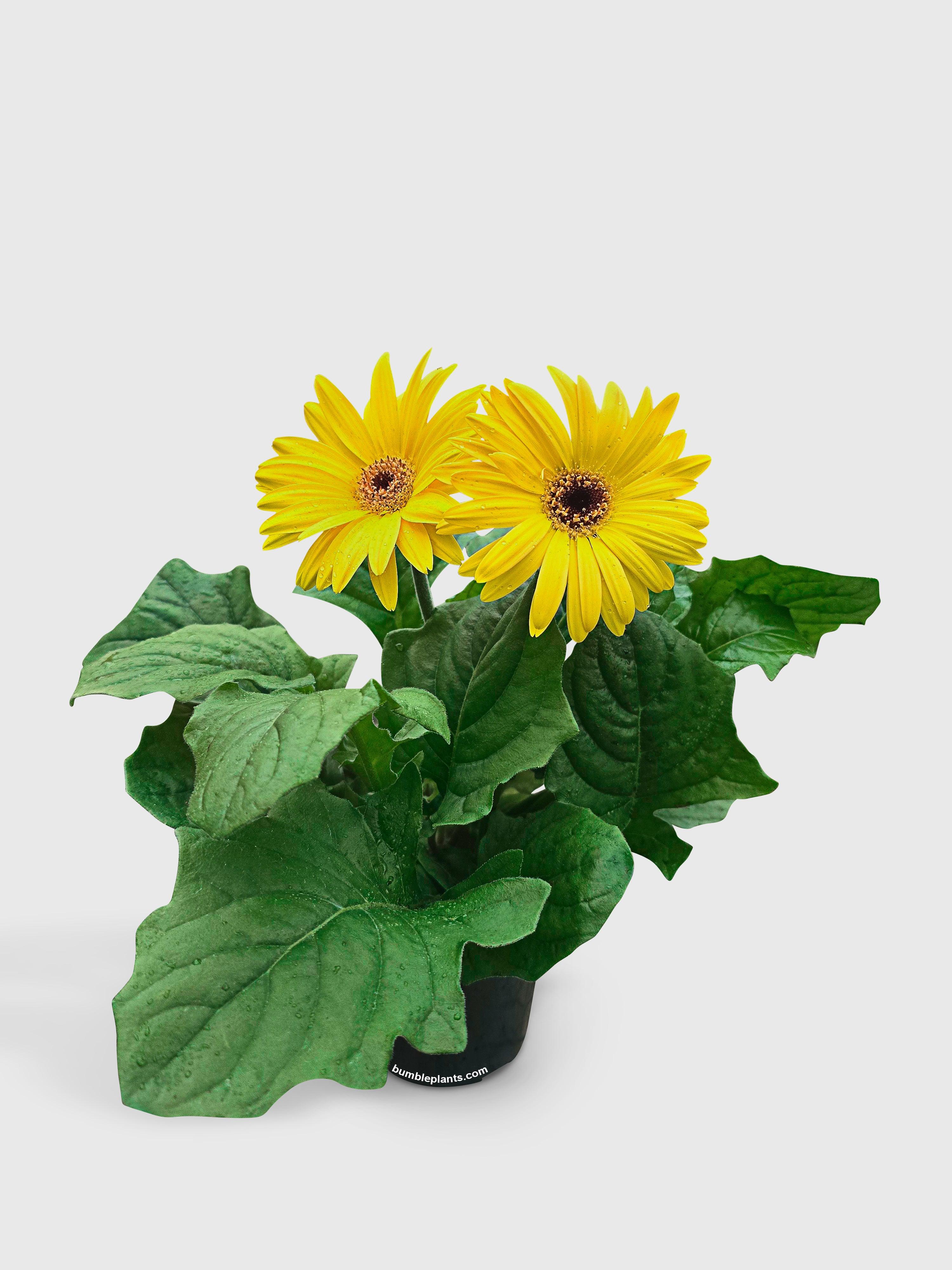Gerbera Daisy Flower - Bumble Plants